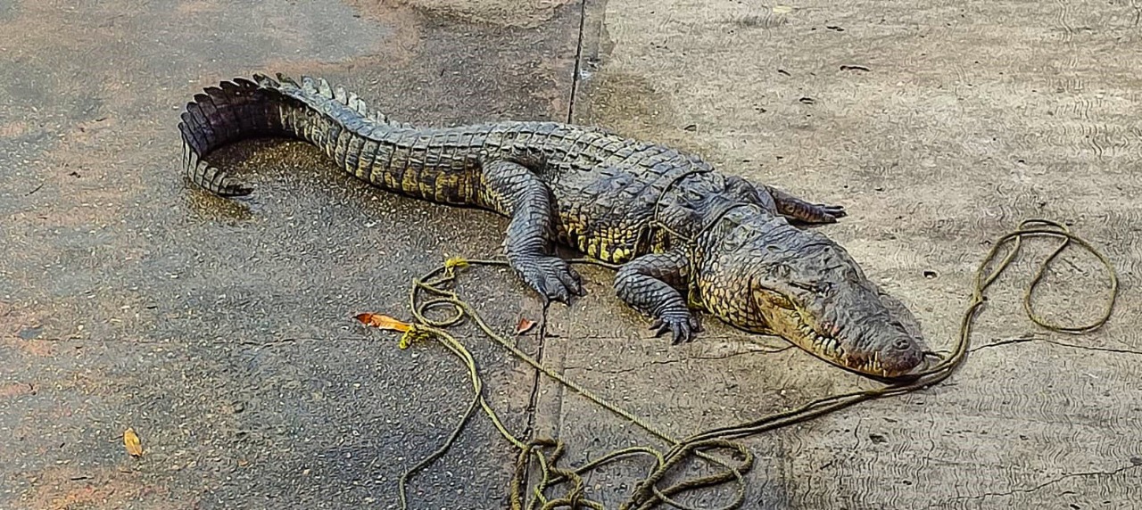 Un cocodrilo fue capturado por pescadores en el municipio de Coatzacoalcos en Veracruz (Foto: Facebook / Ayuntamiento de Coatzacoalcos)