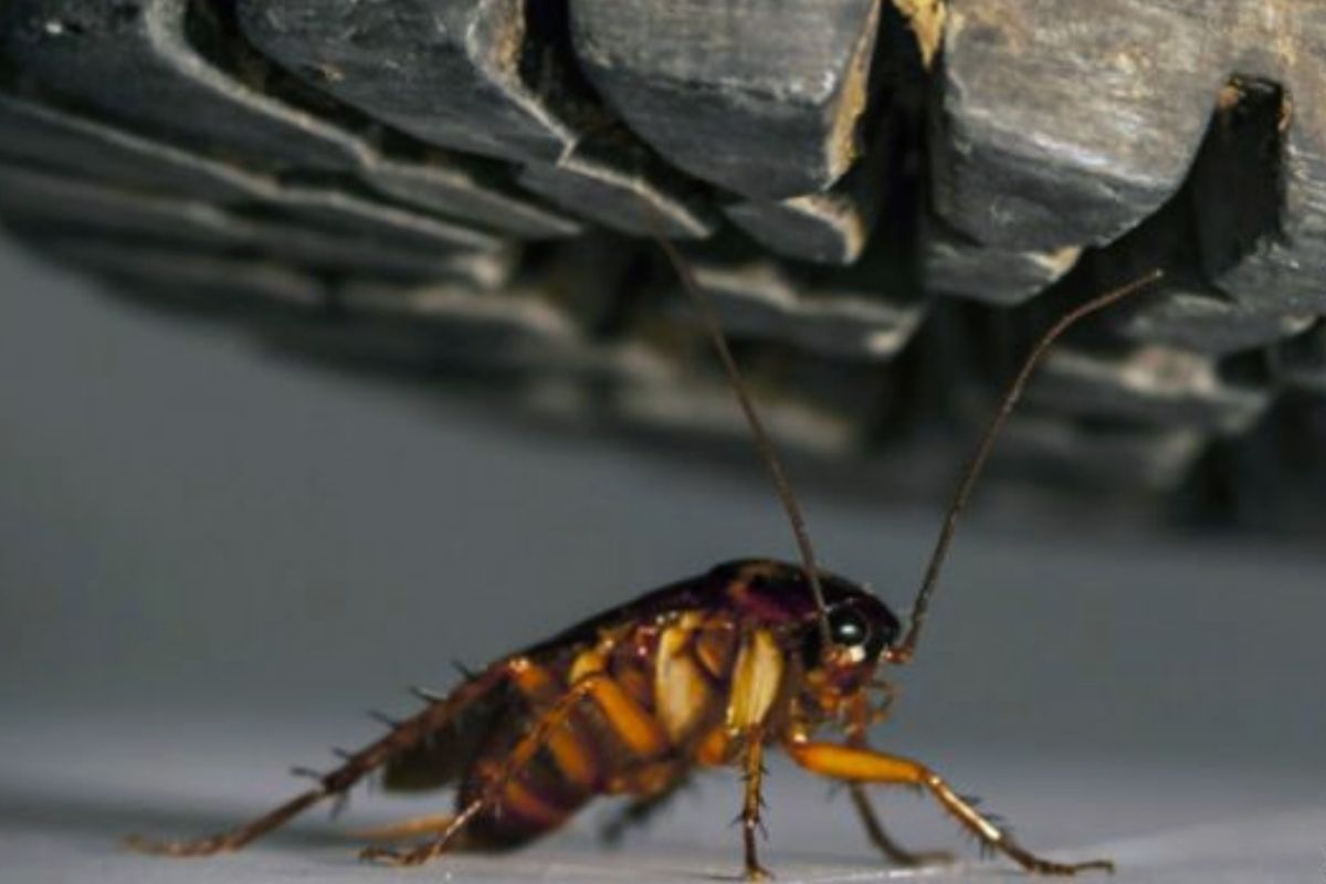 ¿Por qué no se debe de pisar una cucaracha? (Foto: Captura UC)