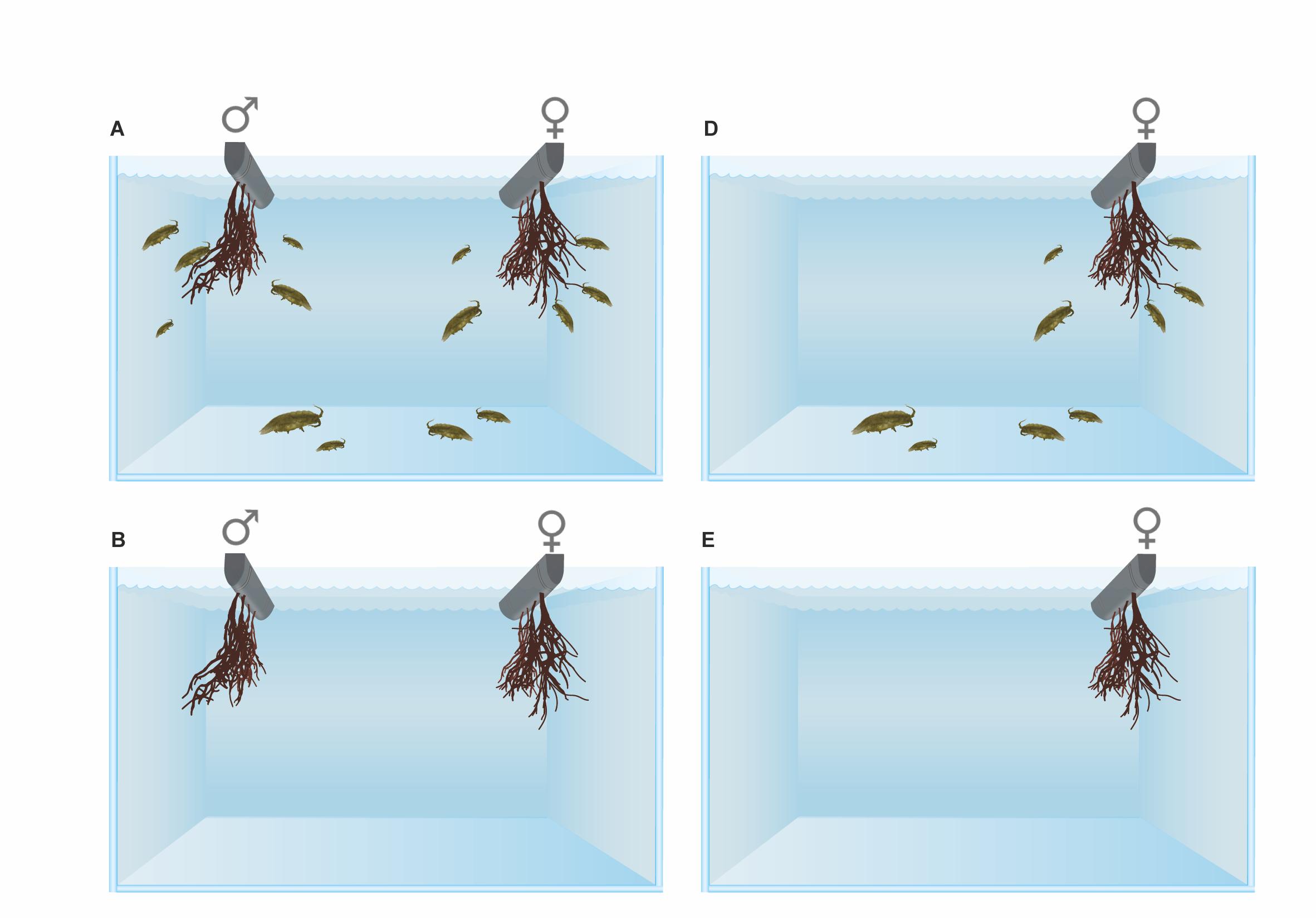 Esta imagen muestra a inviduos masculinos y femeninos del alga roja con y sin la presencia del crustáceo. Con la ayuda del animal, el alga se reproduce exitosamente (E. Mardones)
