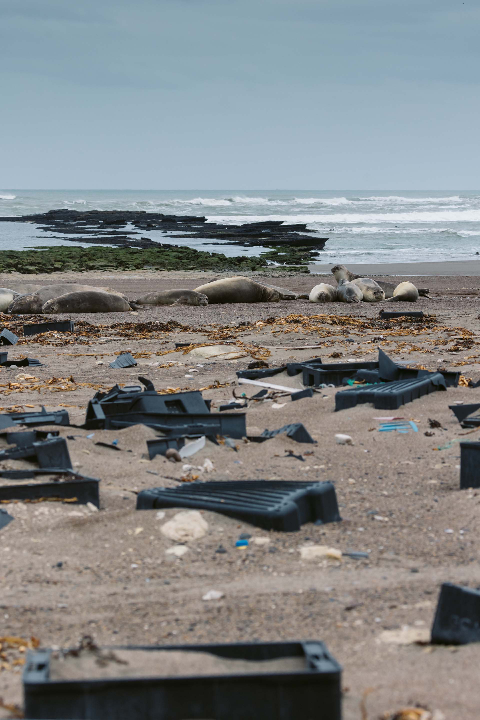 "Pude presenciar, junto a mi equipo, la interacción entre elefantes marinos y cajones plásticos y calculamos alrededor de 20 toneladas de residuos en una sola playa cercana a la localidad de Puerto Madryn” (Yago Lange)