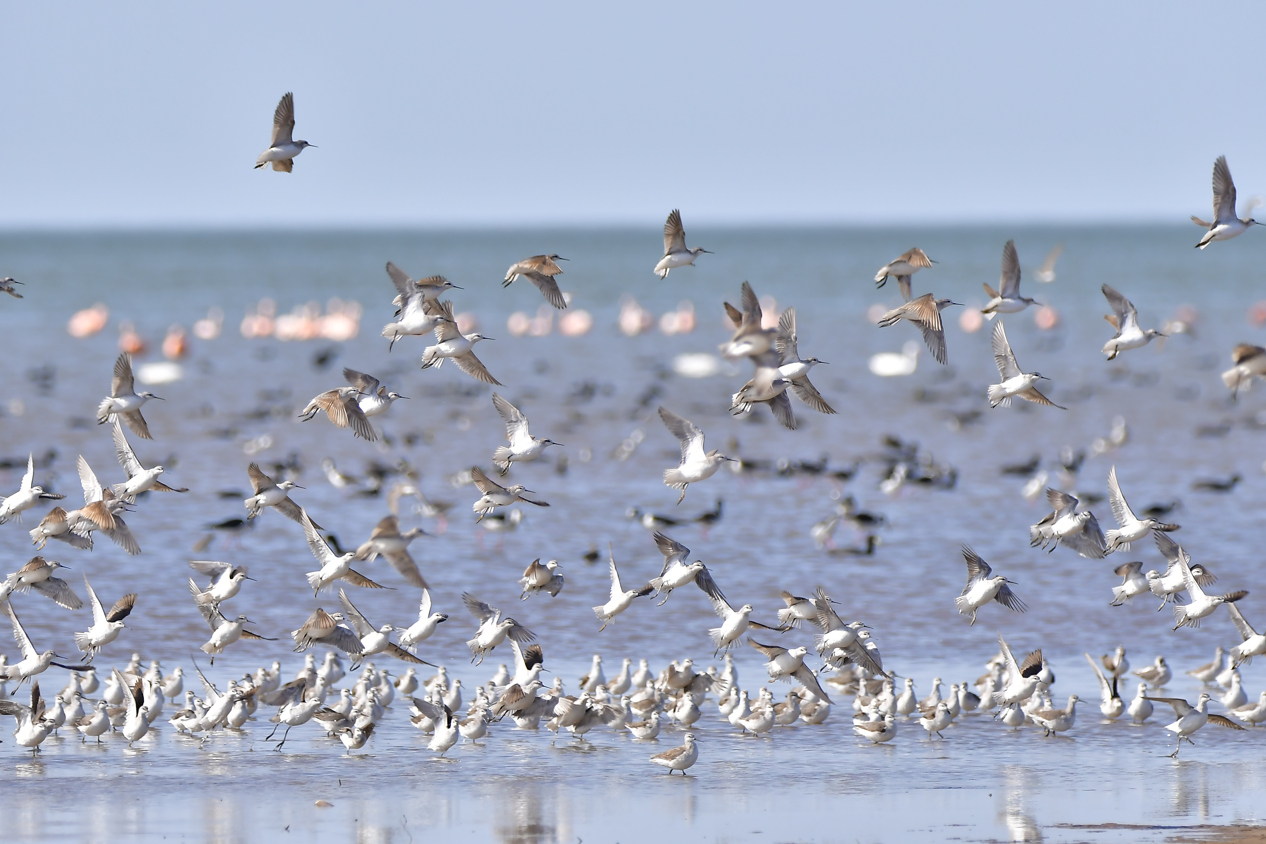 El falaropo común es una de las especies de ave migratoria que está afectado por las consecuencias del cambio climático. Vuela entre América del Norte y del Sur /Yanina Druetta