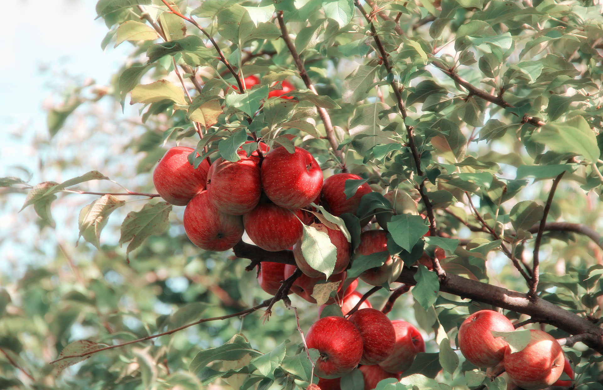 Las células madre de las manzanas rejuvenecen ya dan vitalidad al cabello