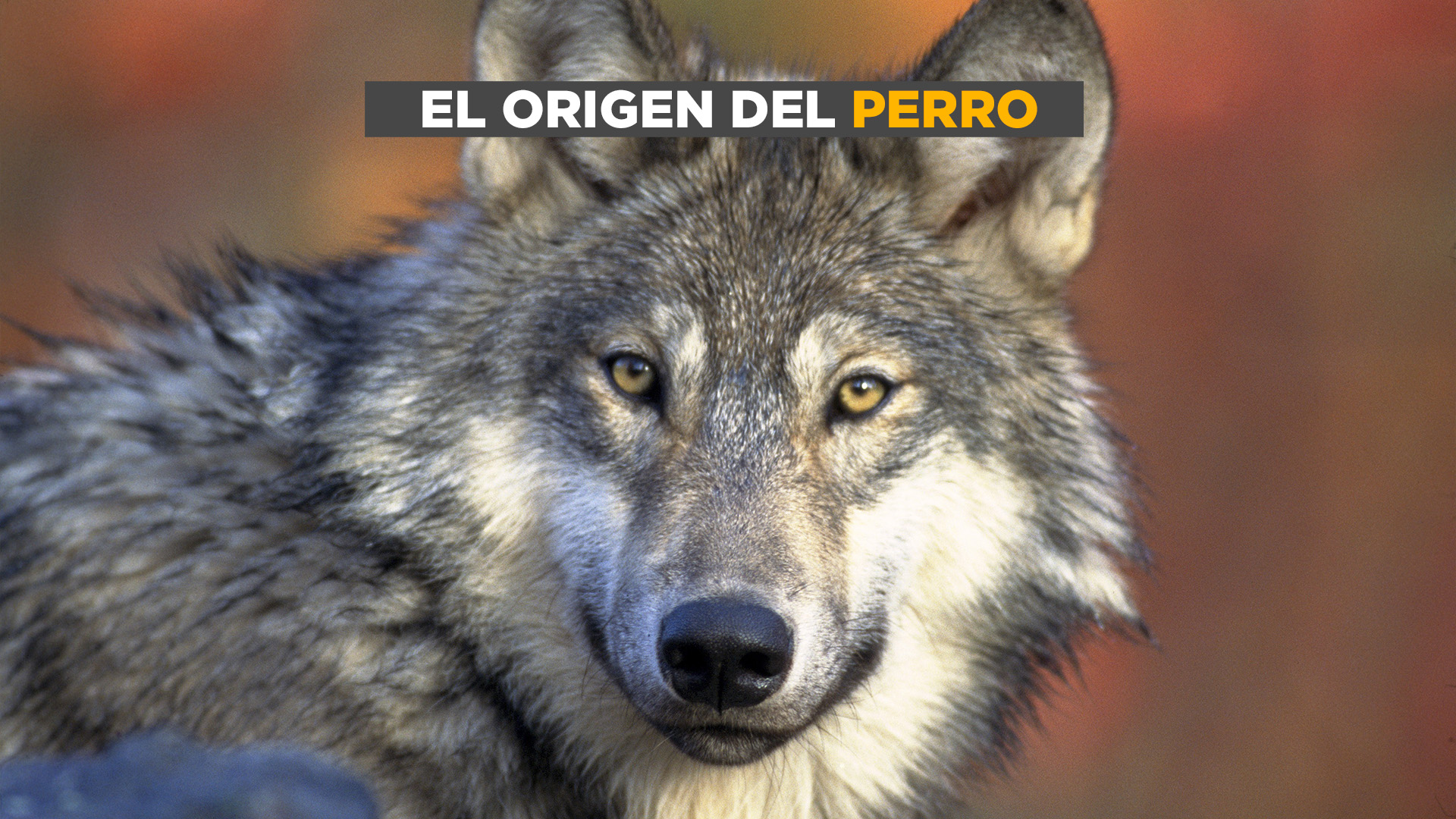 Cuál es el origen de los perros y en qué se diferencian de los lobos -  Infobae