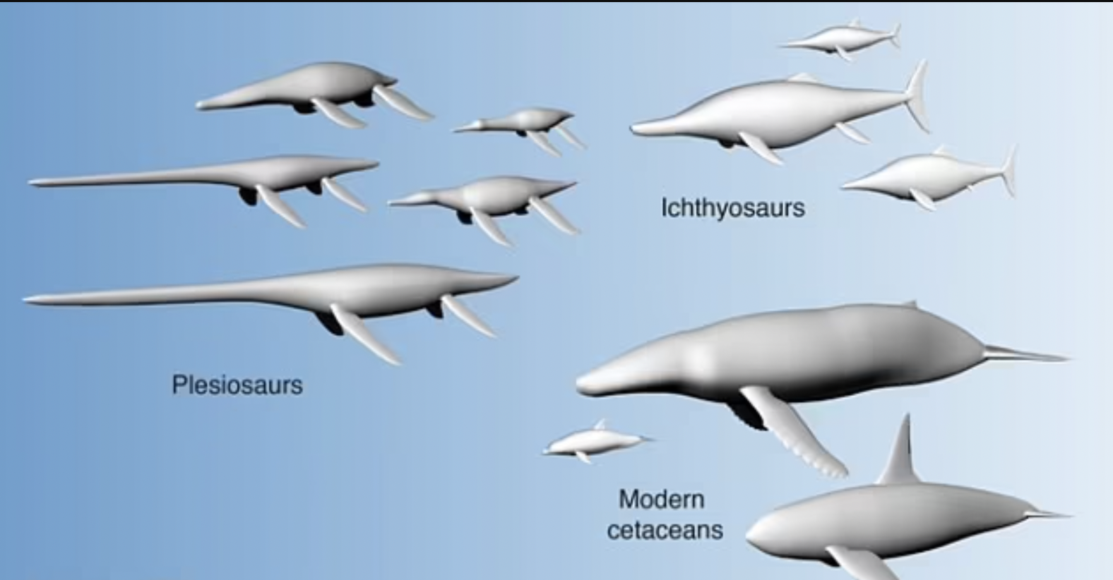 En la imagen se muestran modelos 3D de tetrápodos acuáticos, incluidos los plesiosaurios extintos y los ictiosaurios.