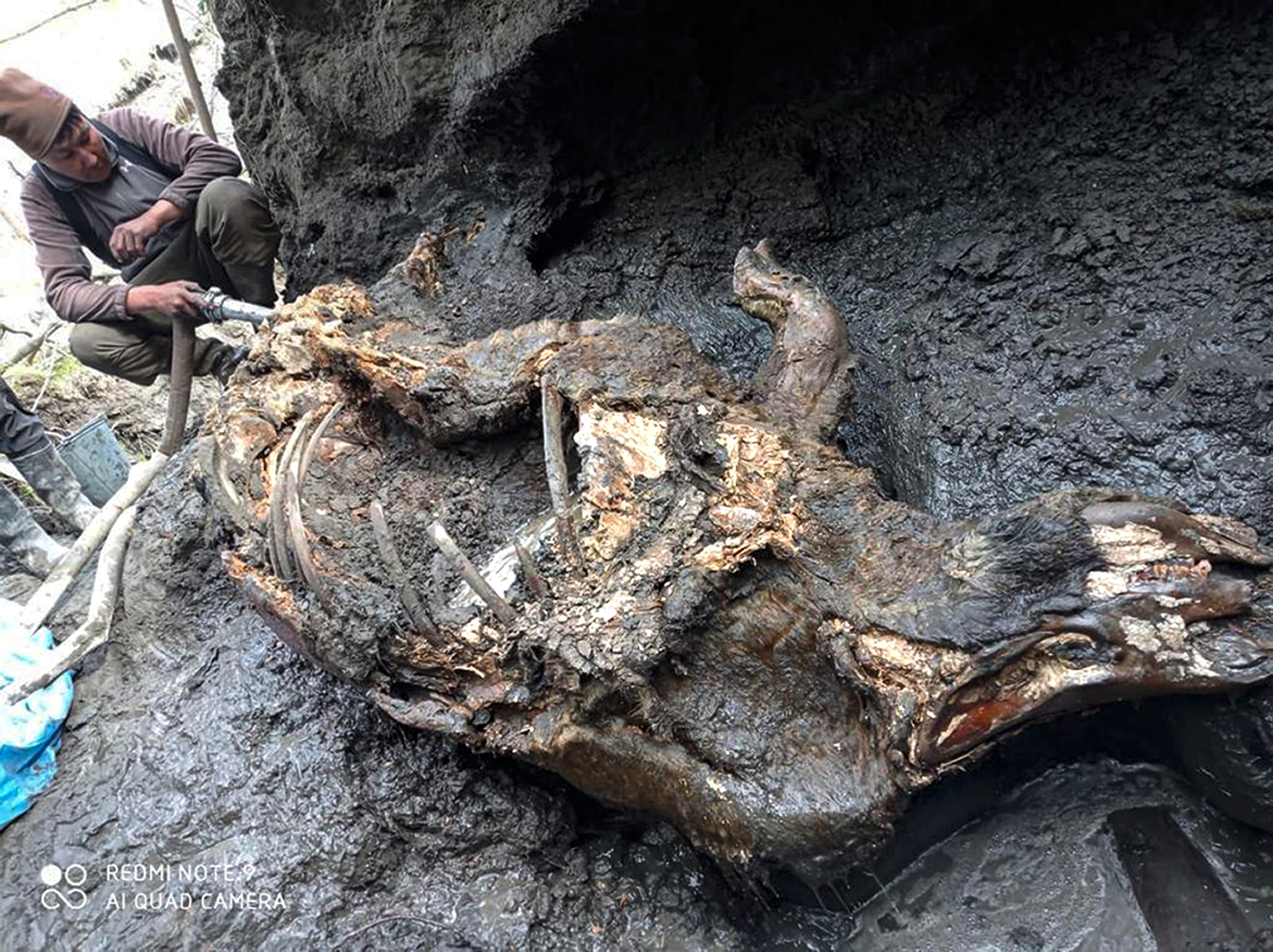 Otra foto de los restos del rinoceronte hallado en Siberia (Valery Plotnikov/Departamento de estudios de fauna de mamut de la Academia de Ciencias de Yakutia a través de AP)