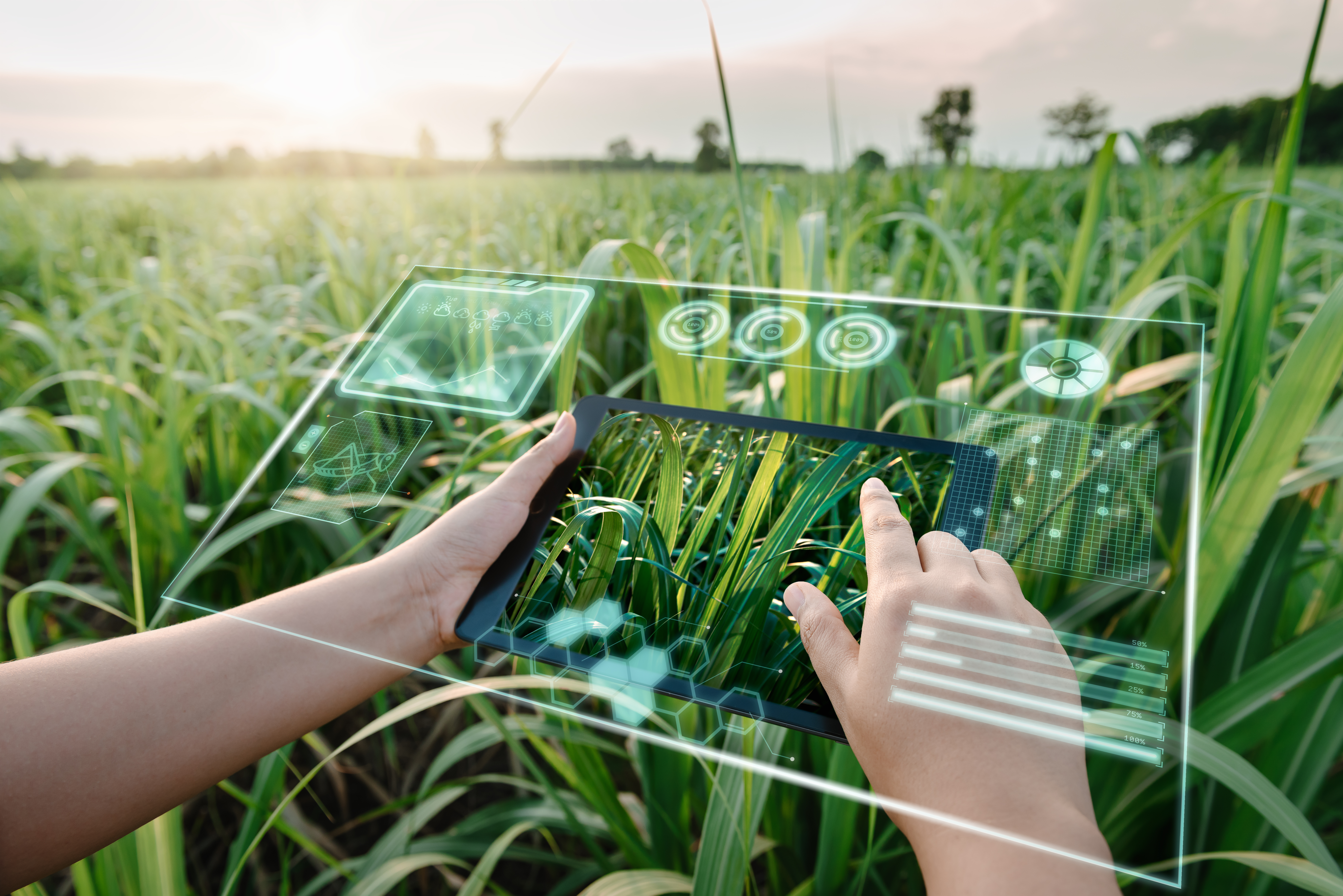 Female Farm Worker Using Digital Tablet With Virtual Reality Artificial Intelligence (AI) for Analyzing Plant Disease in Sugarcane Agriculture Fields. Technology Smart Farming and Innovation Agricultural Concepts.