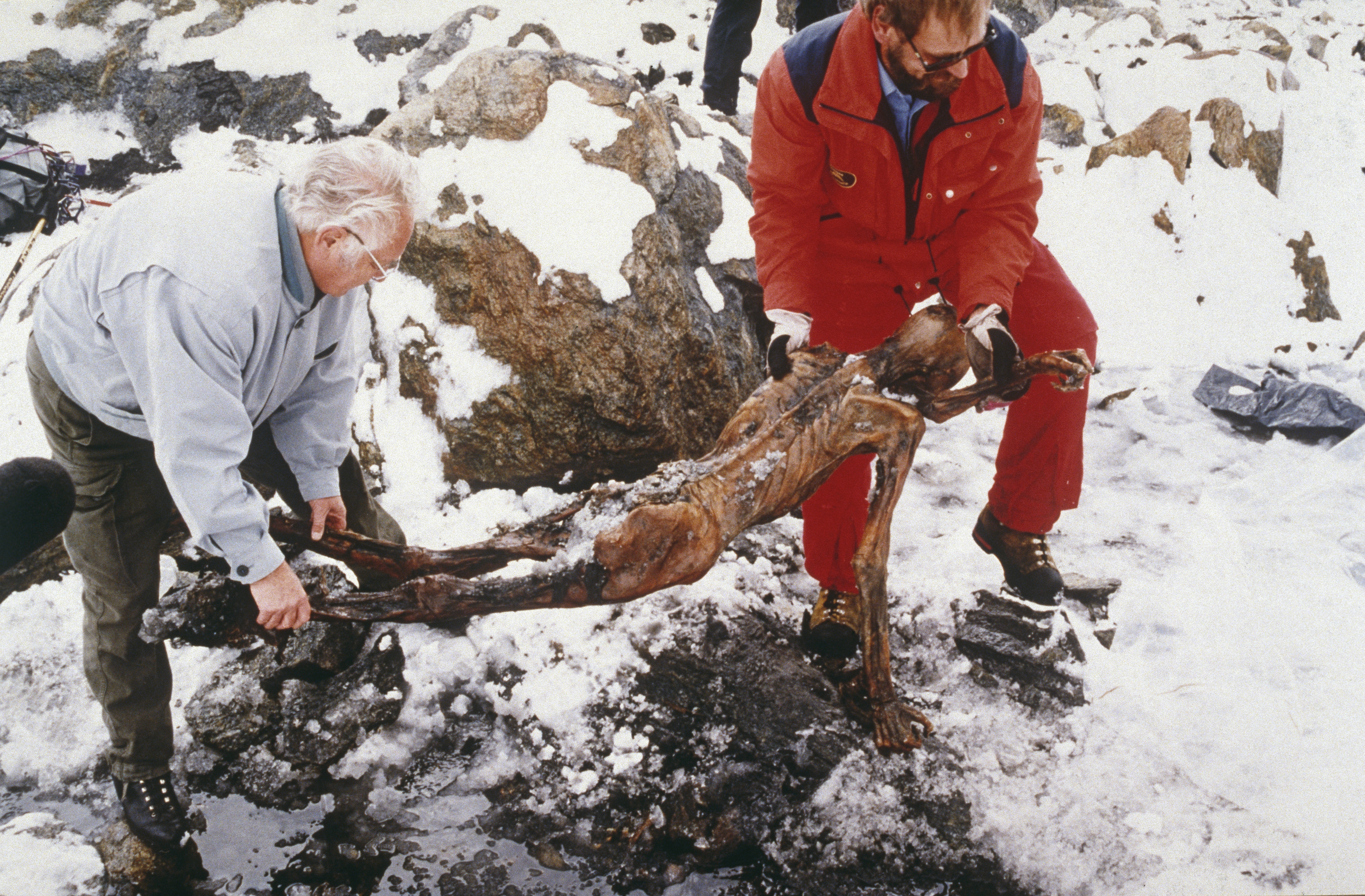 El cuerpo momificado fue encontrado por excursionistas en el glaciar Similaun a 3200 metros de altura, en los Alpes de Ötzal, en Italia, a 92 metros de la frontera con Austria. Ötzil, comobautizaron al hombre de hielo, medía 1,52 metros (Leopold Nekula/Sygma via Getty Images)