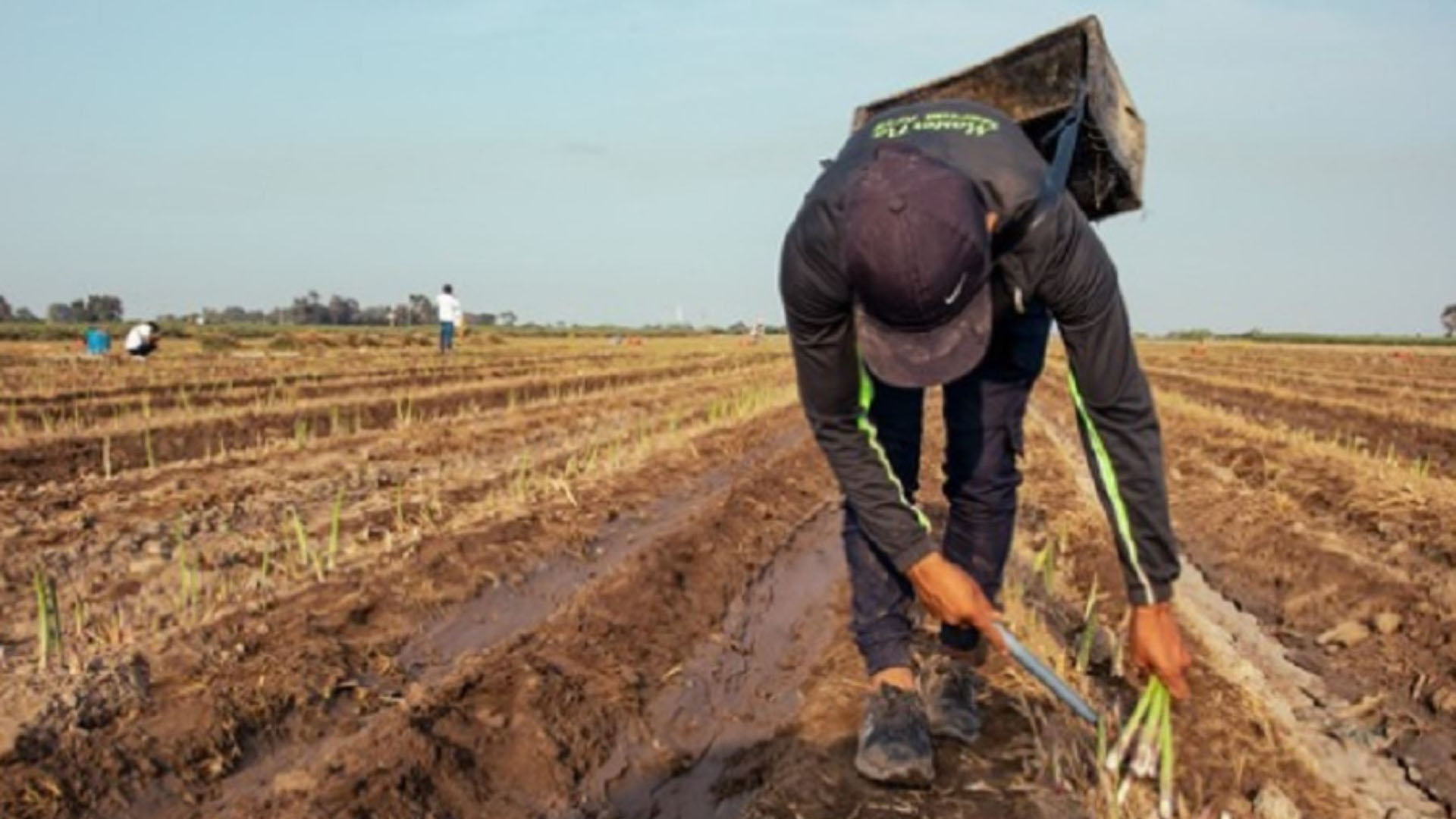 Compra de fertilizantes se frustra por tercera vez: los efectos que tendrá en el agro