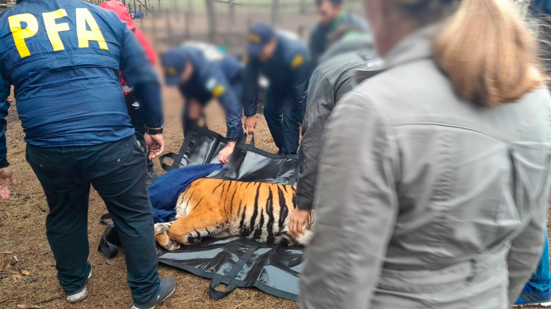 Los tigres fueron sedados para ser trasladados en un camión al aeropuerto de Ezeiza, con destino a un santuario de Jordania