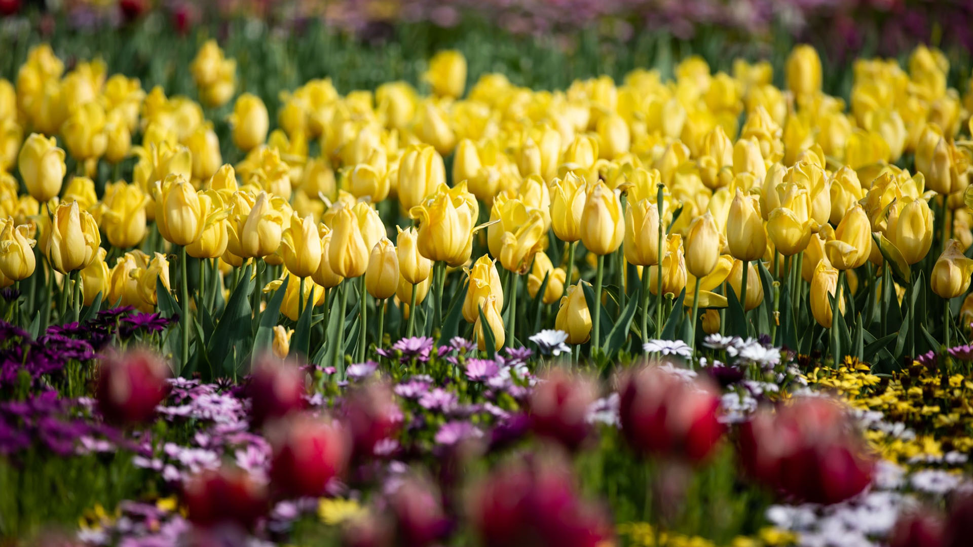 Tulipanes amarillos en un campo de Holanda, flor emblemática del país. SeongJoon Cho/Bloomberg