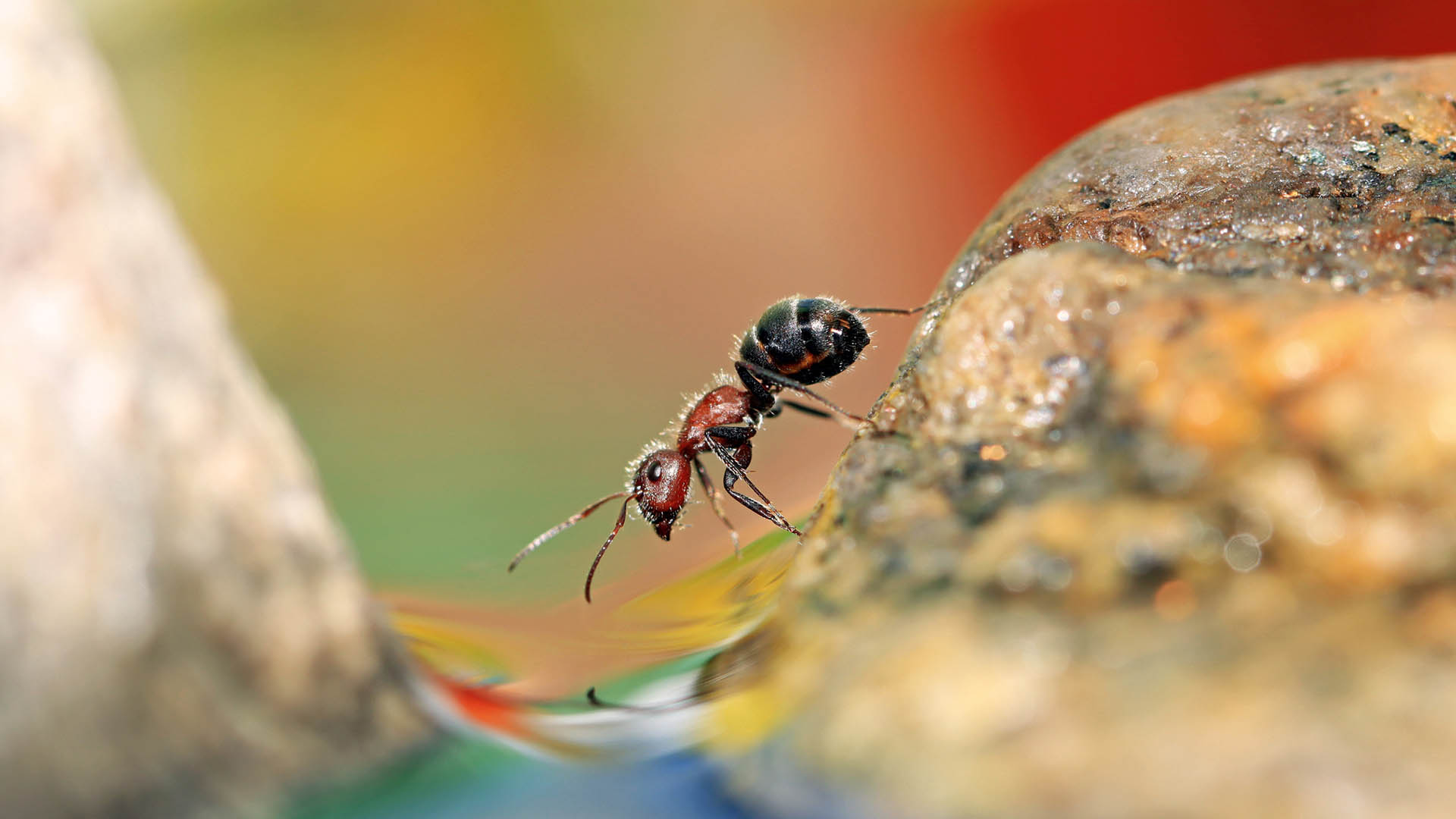 Estudian el olfato de las hormigas en busca de desarrollar biodetectores tempranos de enfermedades