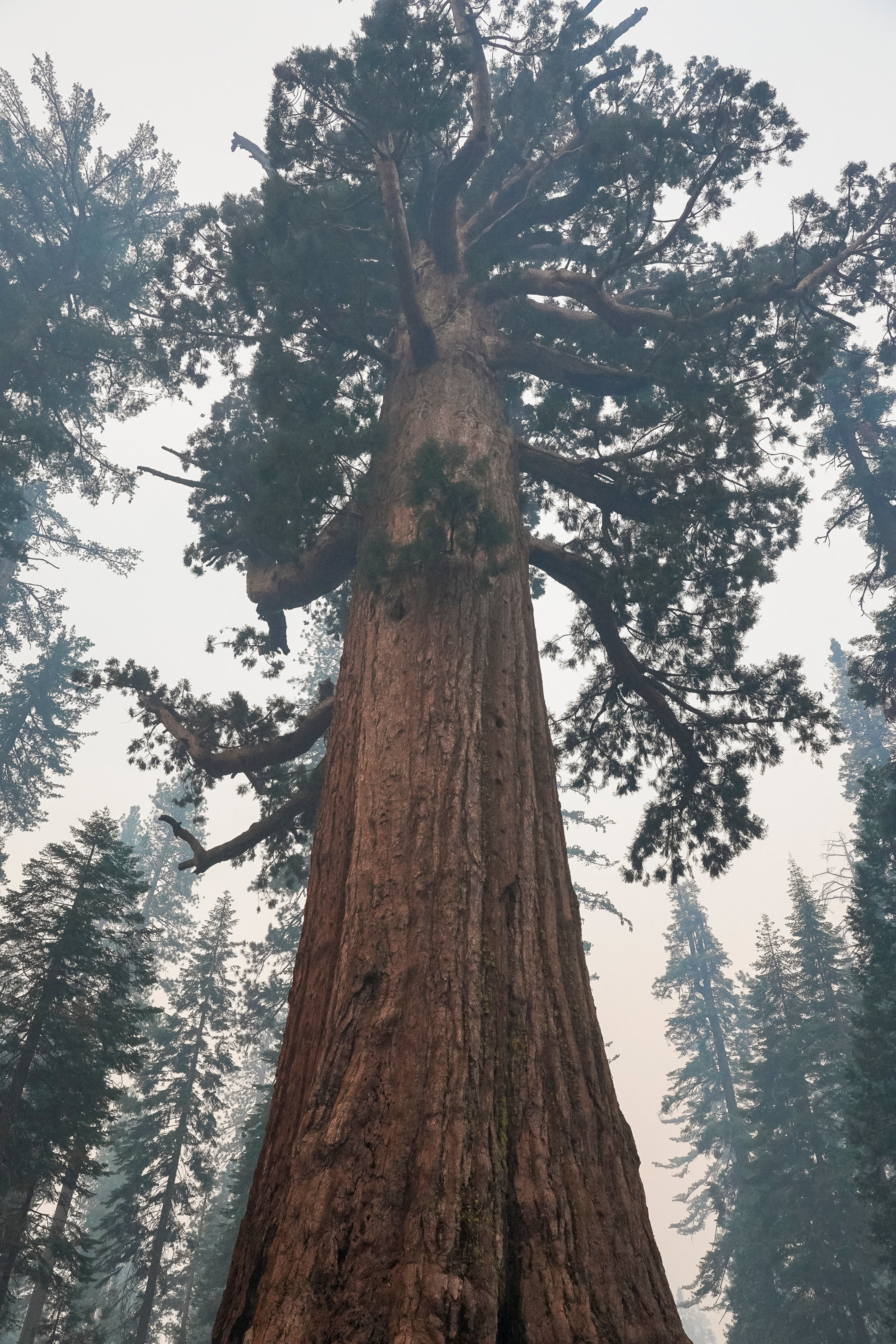 Un gran árbol sequoia, esta especie está siendo amenazada por el incendio.  REUTERS/Tracy Barbutes