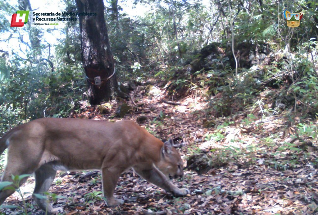 En 2020, la Semarnat decretó el “Santuario del Puma” en el Corredor Biológico de Actopan para la conservación de la especie (Foto: Twitter@medioambiente_H)