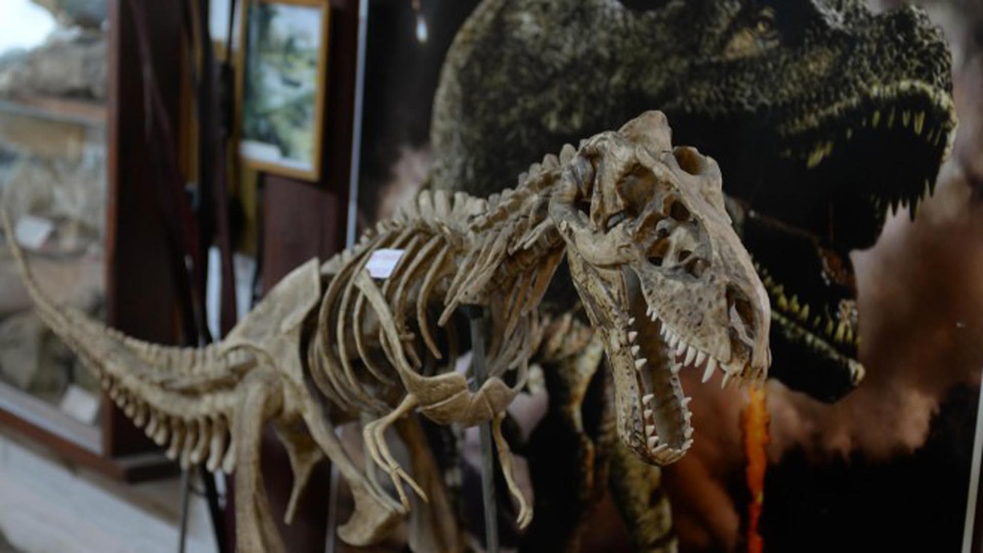 Réplica del Tiranosaurio Rex en exhibición en el  Museo de Geología y Paleontología del Lago Gutiérrez, Argentina  (Foto: Diario Río Negro)