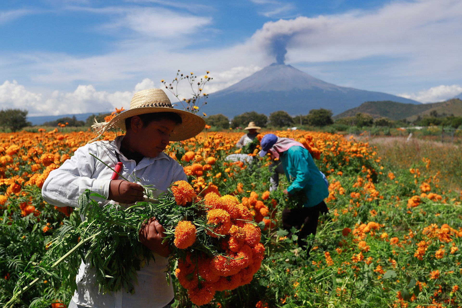 Productores de flor de cempasúchil en Atlixco iniciaron el corte para empezarla a llevarla a diferentes regiones del país para los festejos del Día de Muertos. Atlixco, Puebla, 21 de octubre de 2020.
