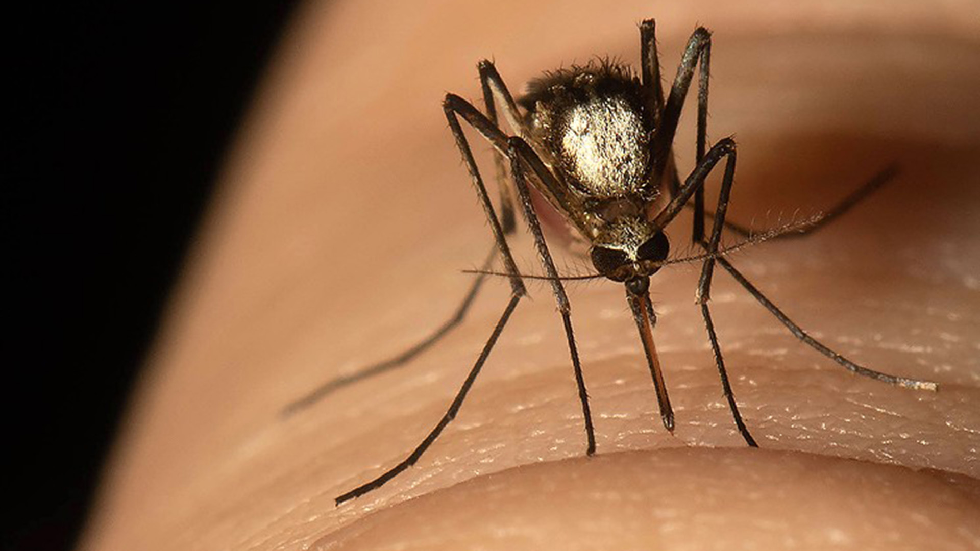 El virus del rio Ross pertenece a una familia que incluye el dengue, la encefalitis japonesa y la fiebre amarilla