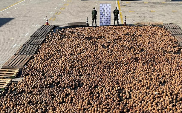 Antinarcóticos incautó cocos con cocaína líquida en el puerto de Cartagena que sería enviados a Italia. Foto: FGN