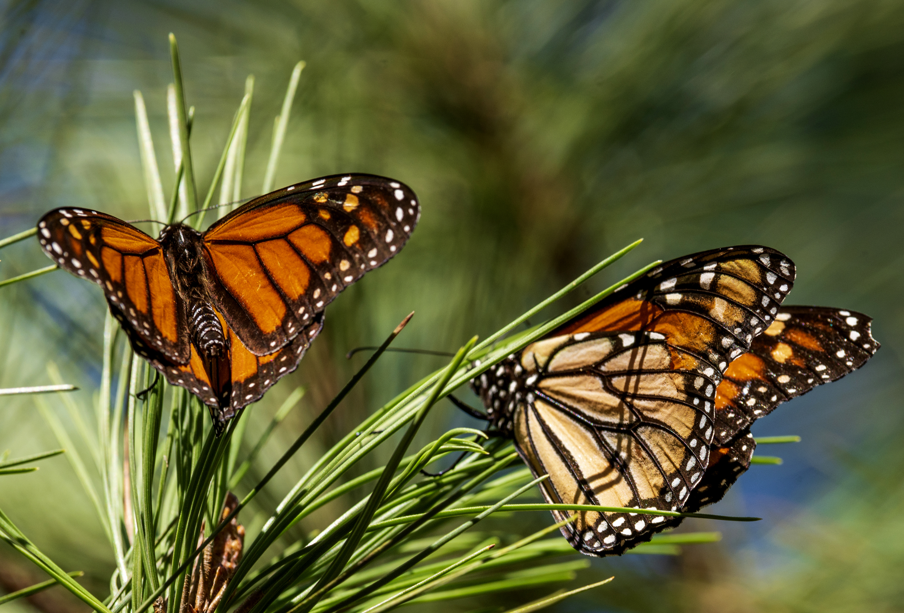 ARCHIVO - Mariposas se posan en las ramas en el Monarch Grove Sanctuary de Pacific Grove, California, el 10 de noviembre de 2021. (AP Foto/Nic Coury, Archivo)