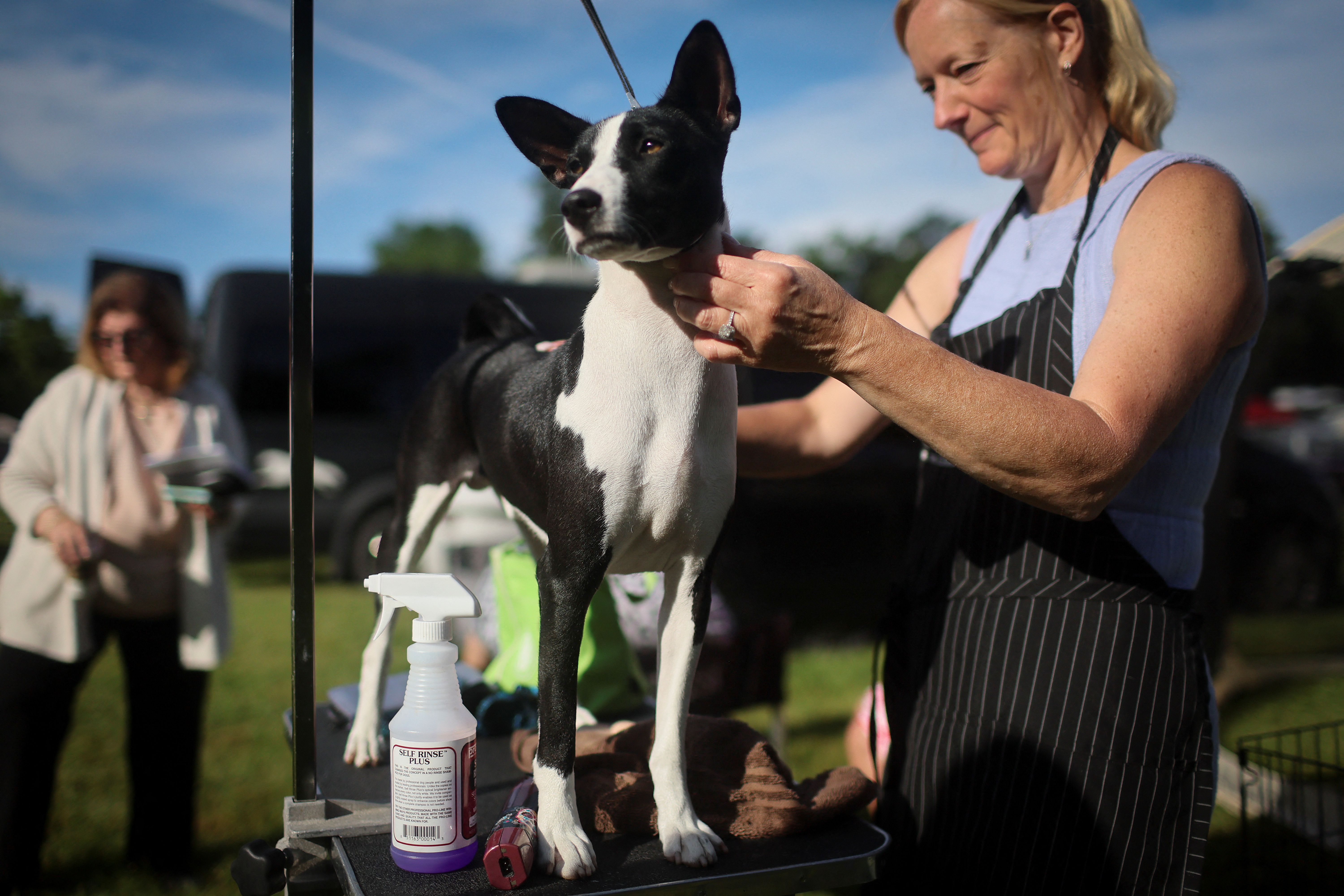 La manejadora Cindy Russell prepara a Byron, un perro Basenji de Carolina del Sur, antes de que la raza sea juzgada en el 146º Westminster Kennel Club Dog Show. REUTERS/Mike Segar