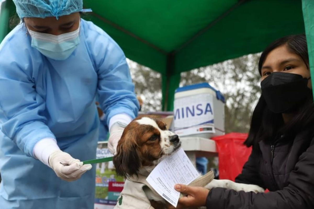 En Nueva York, otro proyecto científico probará una droga para prevenir el daño del ADN canino
