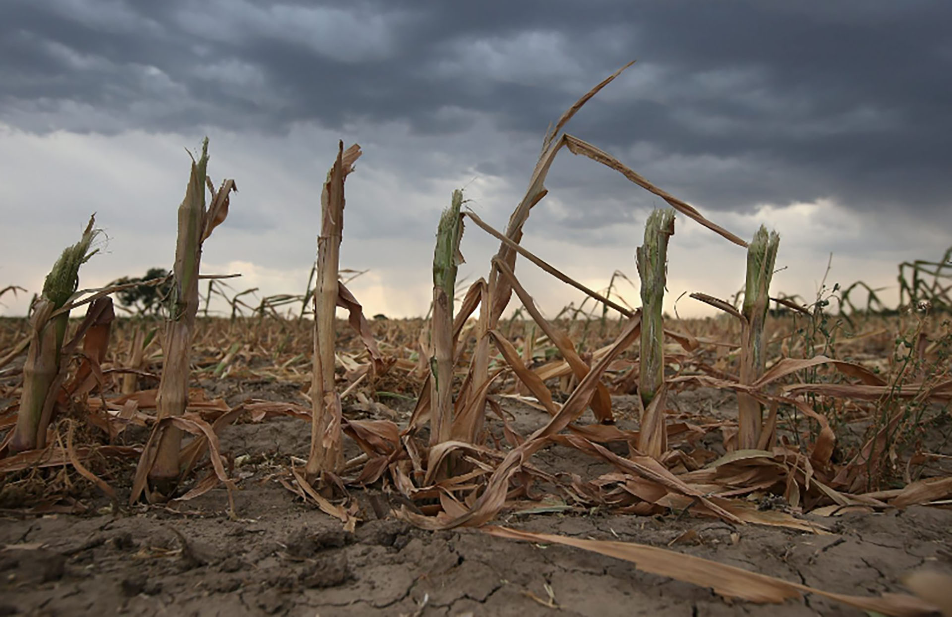 La sequía sigue golpeando al campo, más allá de que las últimas lluvias generaron un alivio en la parte final de la siembra de soja y maíz