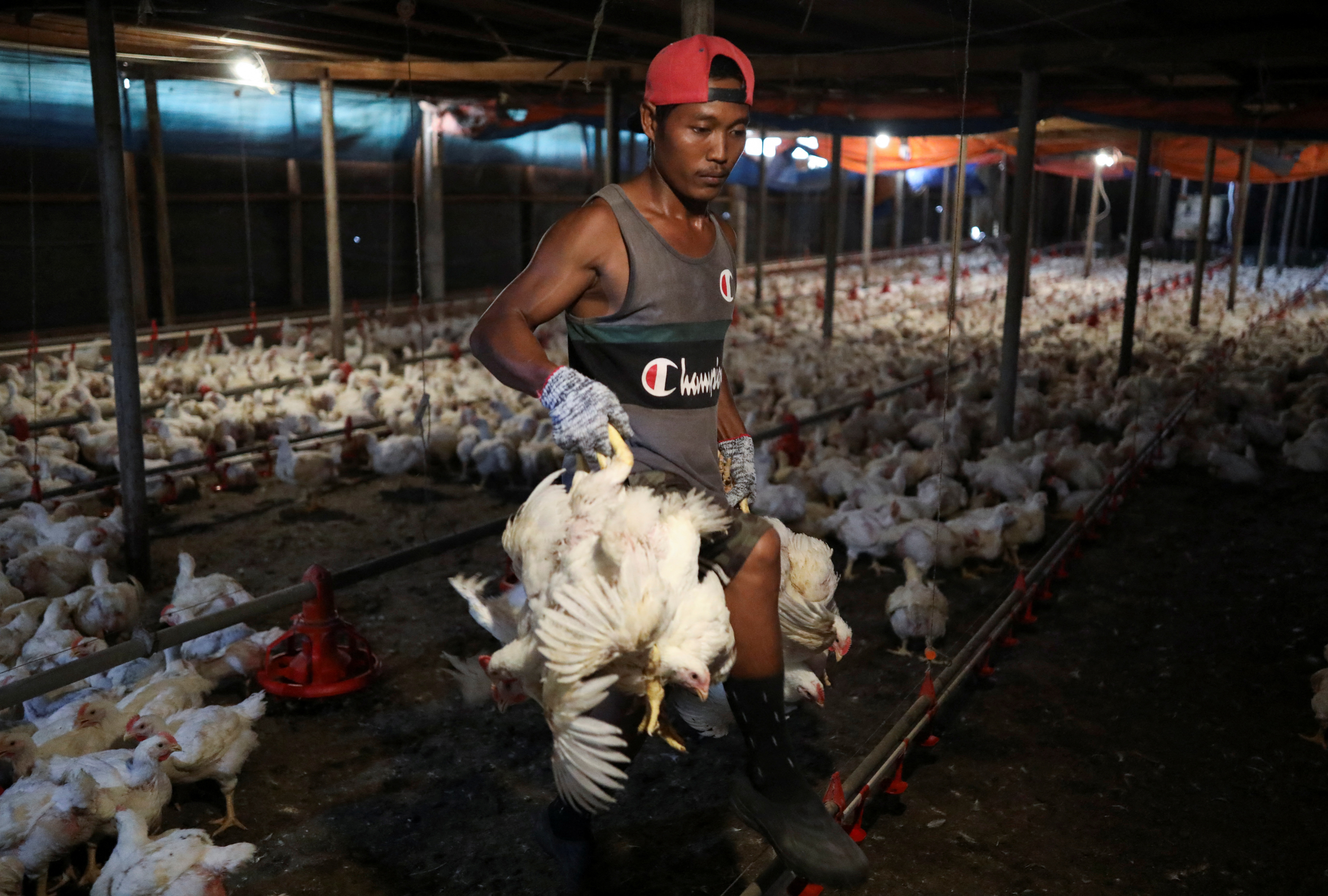 Un trabajador con un pollo en Malasia (REUTERS/Hasnoor Hussain)