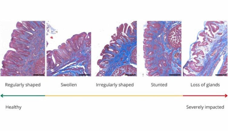Cómo varía el tejido del estómago de las aves de la Isla Lord Howe por la ingesta de plástico. A la izquierda, se encuentra el tejido sano. A la derecha, el tejido gravemente impacto, con pérdida de glándulas (Charlton-Howard, Journal of Hazardous Materials, 2023)