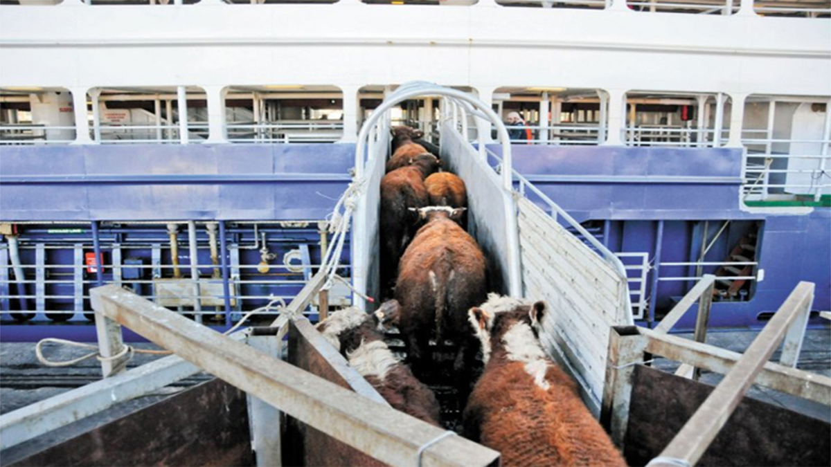 Ganaderos y congresistas enfrentados por proyecto de ley que prohibiría exportación de ganado en pie