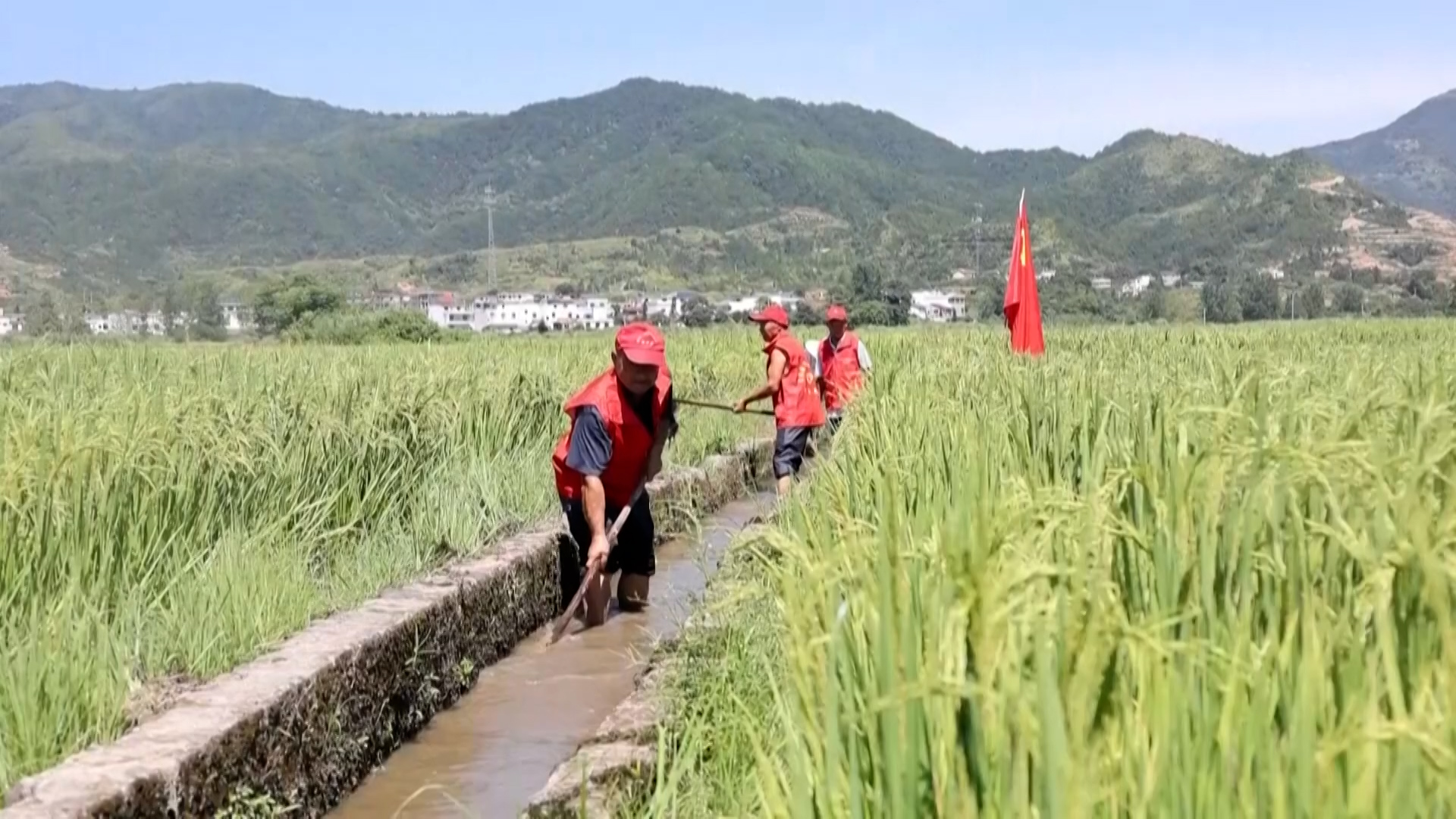 Plantación de arroz (AFP)