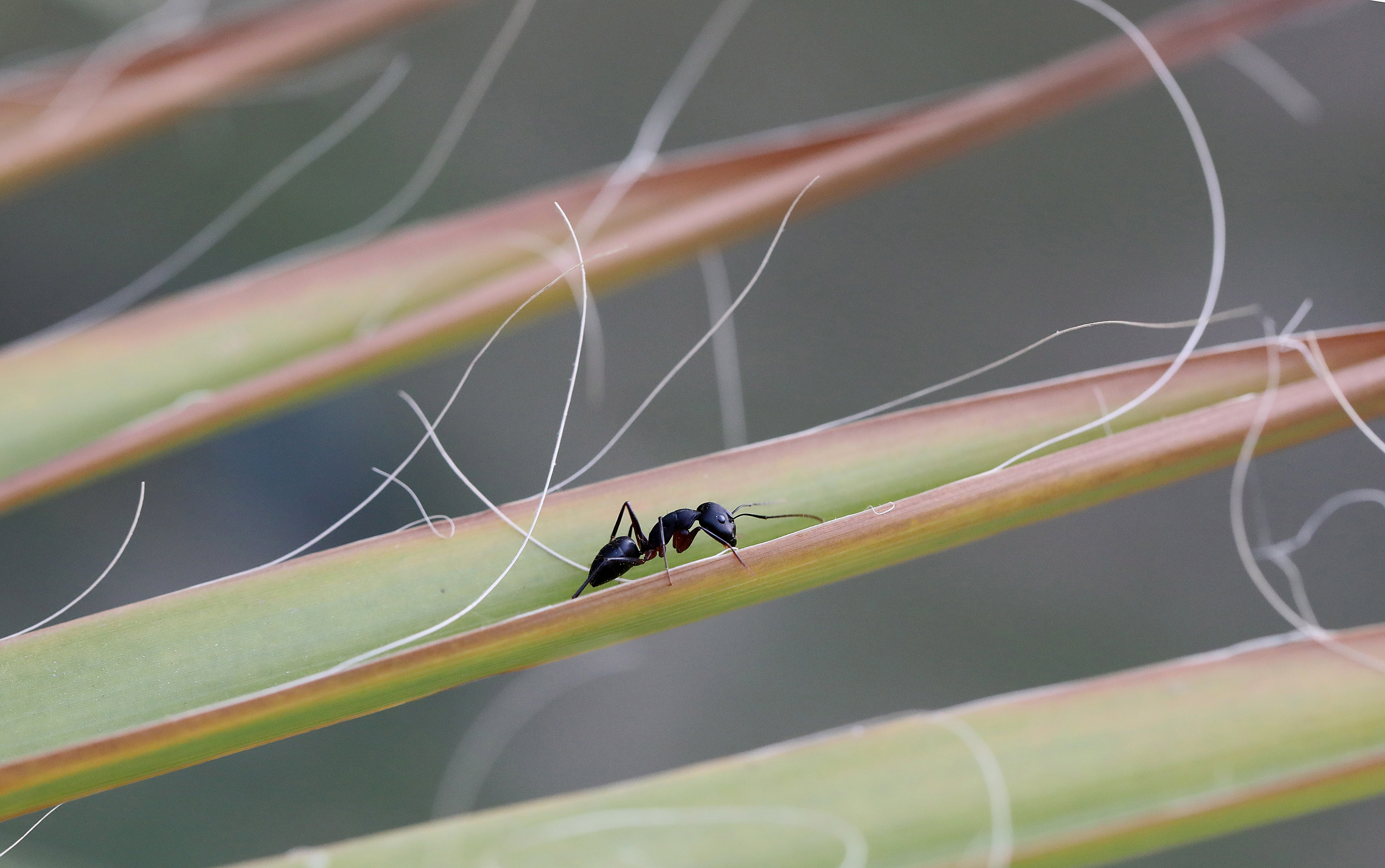 Un estudio determinó el potencial de las hormigas para detectar esa enfermedad y descubrió que pueden usar su agudo sentido del olfato para ubicar células cancerosas (EFE/EPA/HARISH TYAGI/Archivo)

