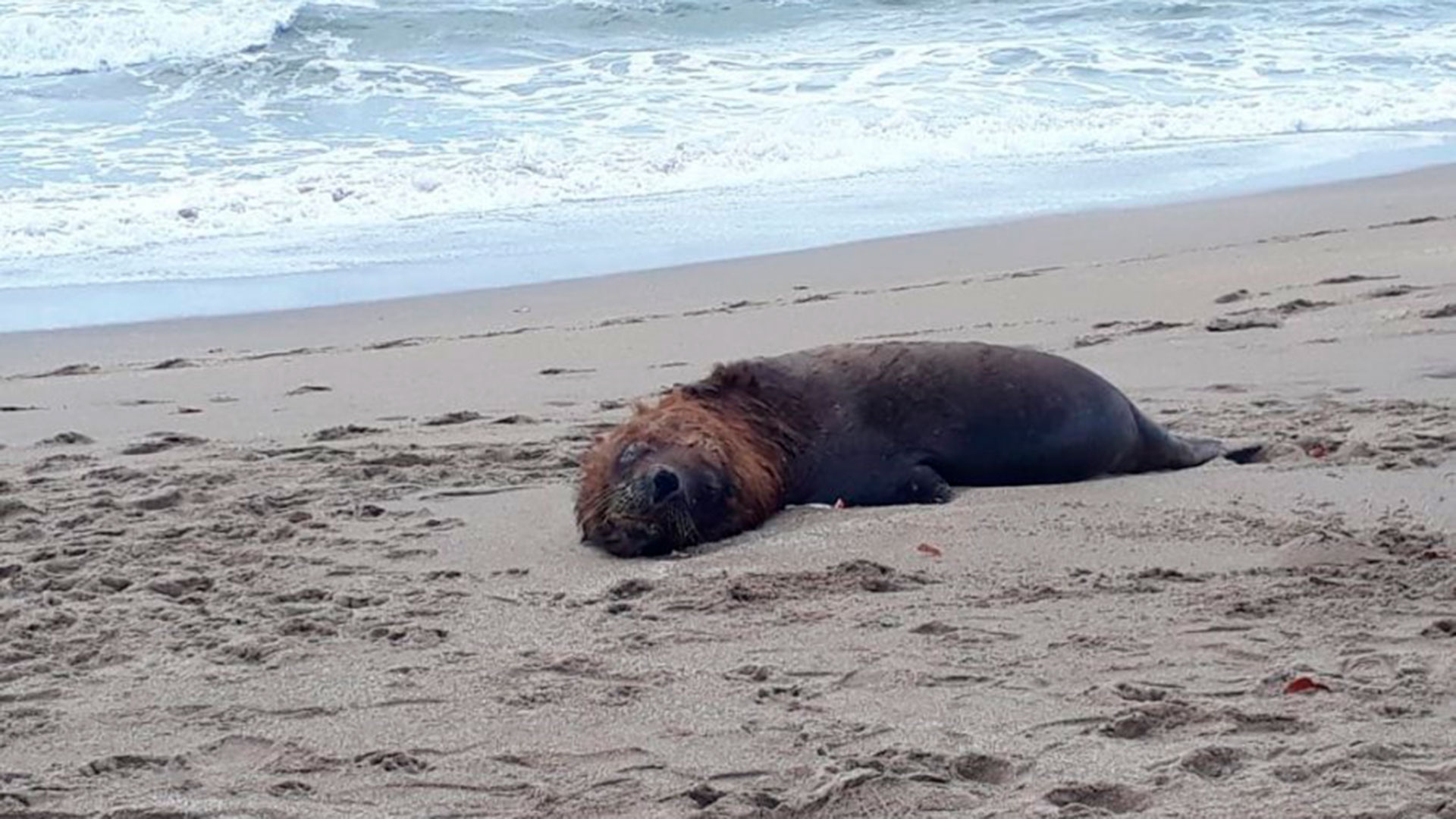 Ejemplar de lobo marino varado en una playa chilena.