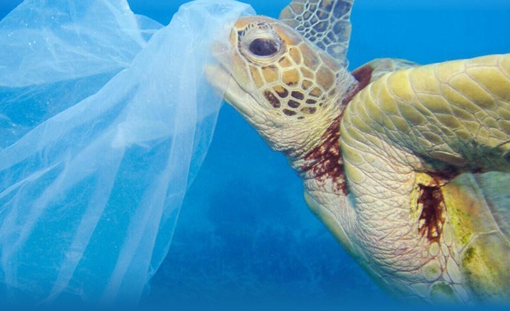 En la imagen, una tortuga marina enredada con una bolsa de plástico de un solo uso. Foto: WWF- Troy Maine