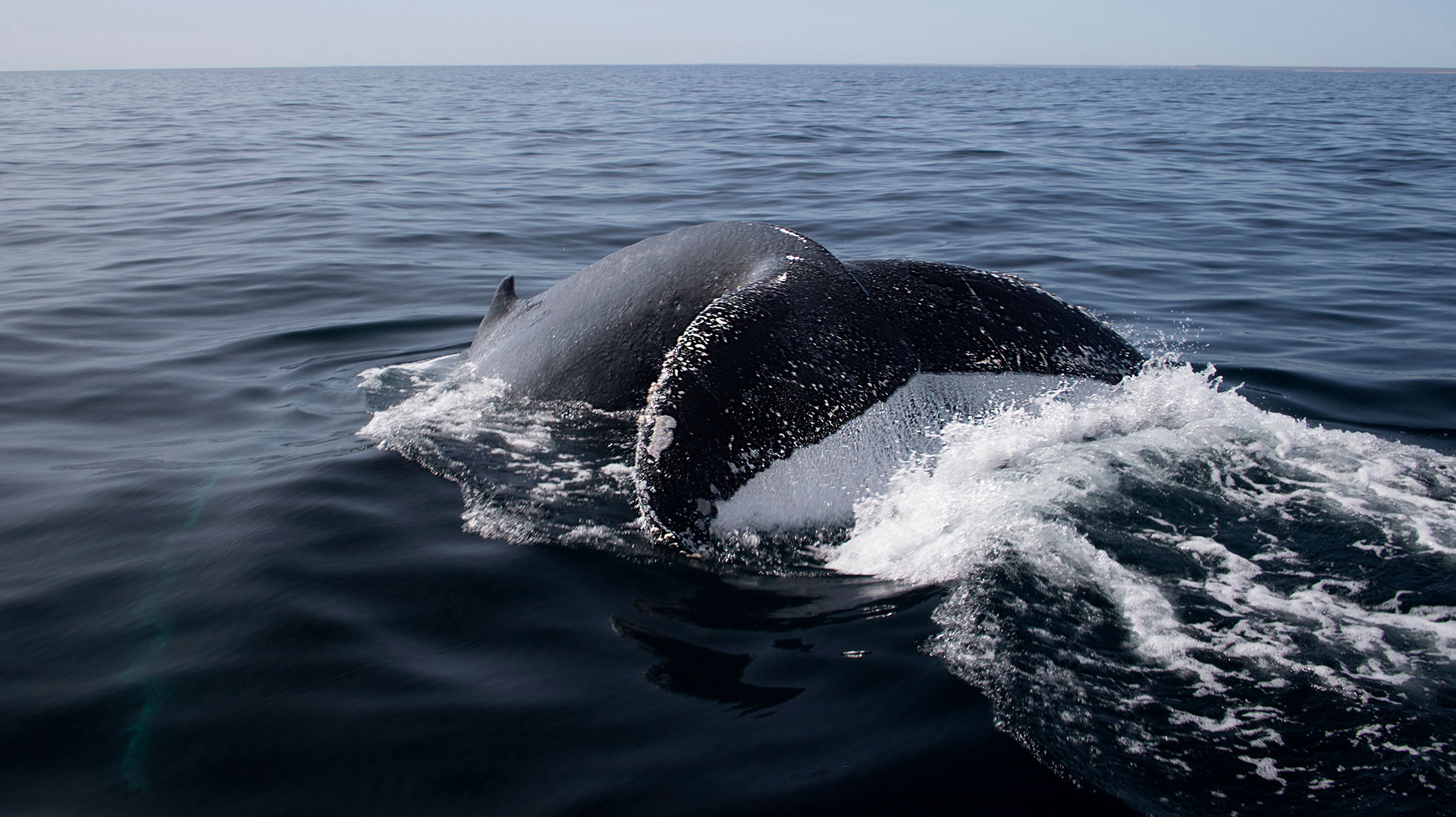 ¿Las ballenas pueden revertir el cambio climático? Esto dice la ciencia