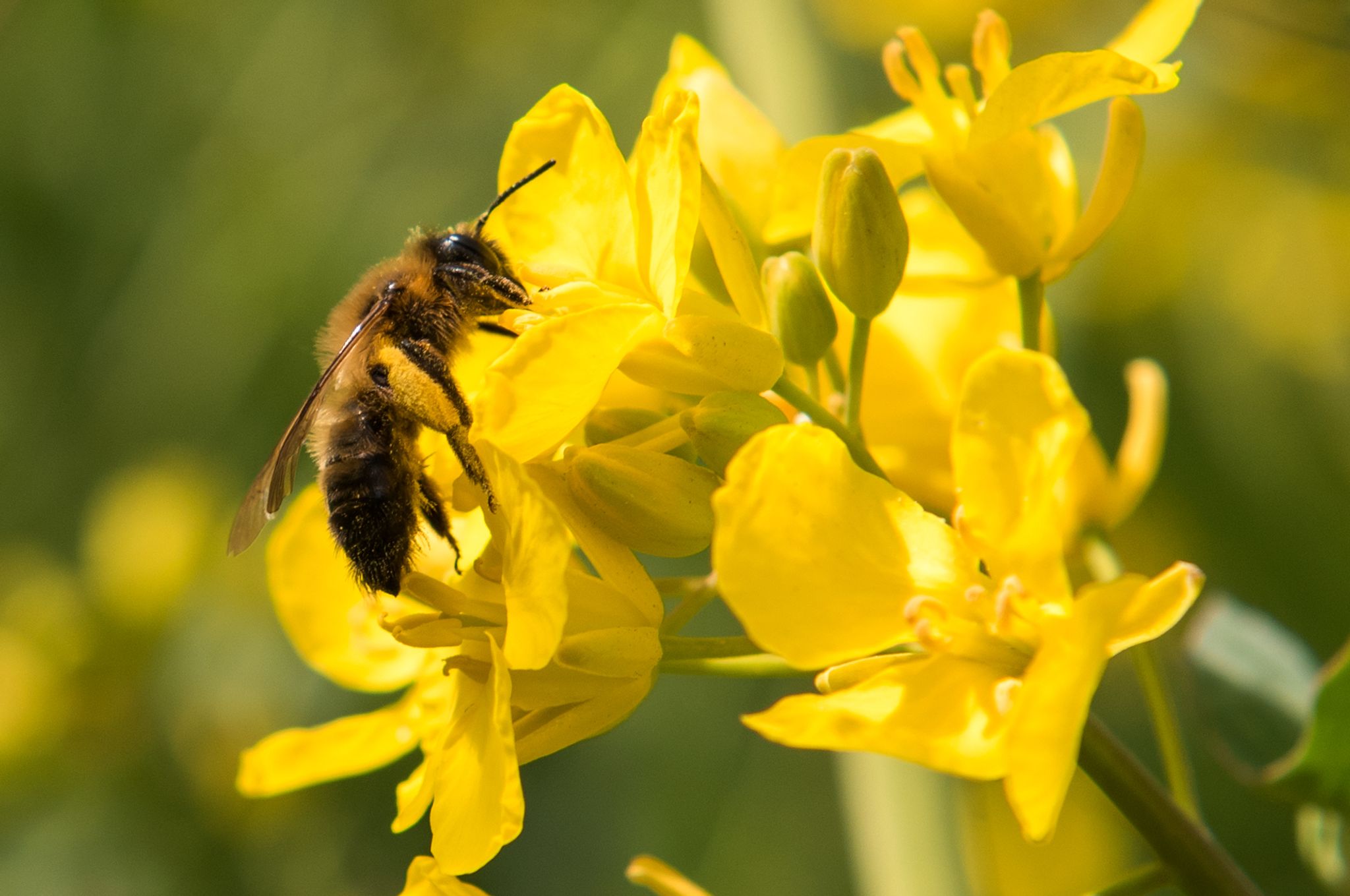 Por qué es clave la supervivencia de las abejas para conservar la  biodiversidad - Infobae