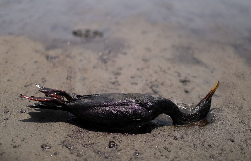 Un pájaro muerto yace en una playa durante una limpieza, después de un derrame de petróleo causado por olas anormales, provocadas por una enorme erupción volcánica submarina a medio mundo de distancia, en Tonga, en Ventanilla, Perú. 18 de enero de 2022. REUTERS/Pilar Olivares