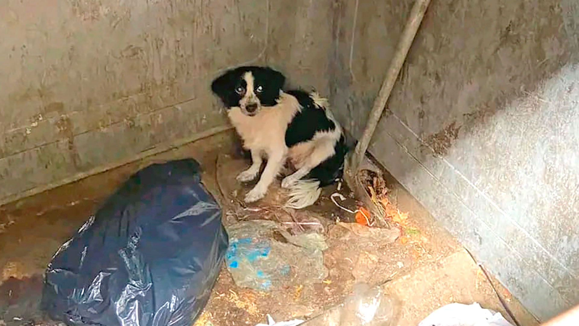 Una vecina de Villa Luro fue filmada mientras abandonaba a su perra dentro de un contenedor de basura