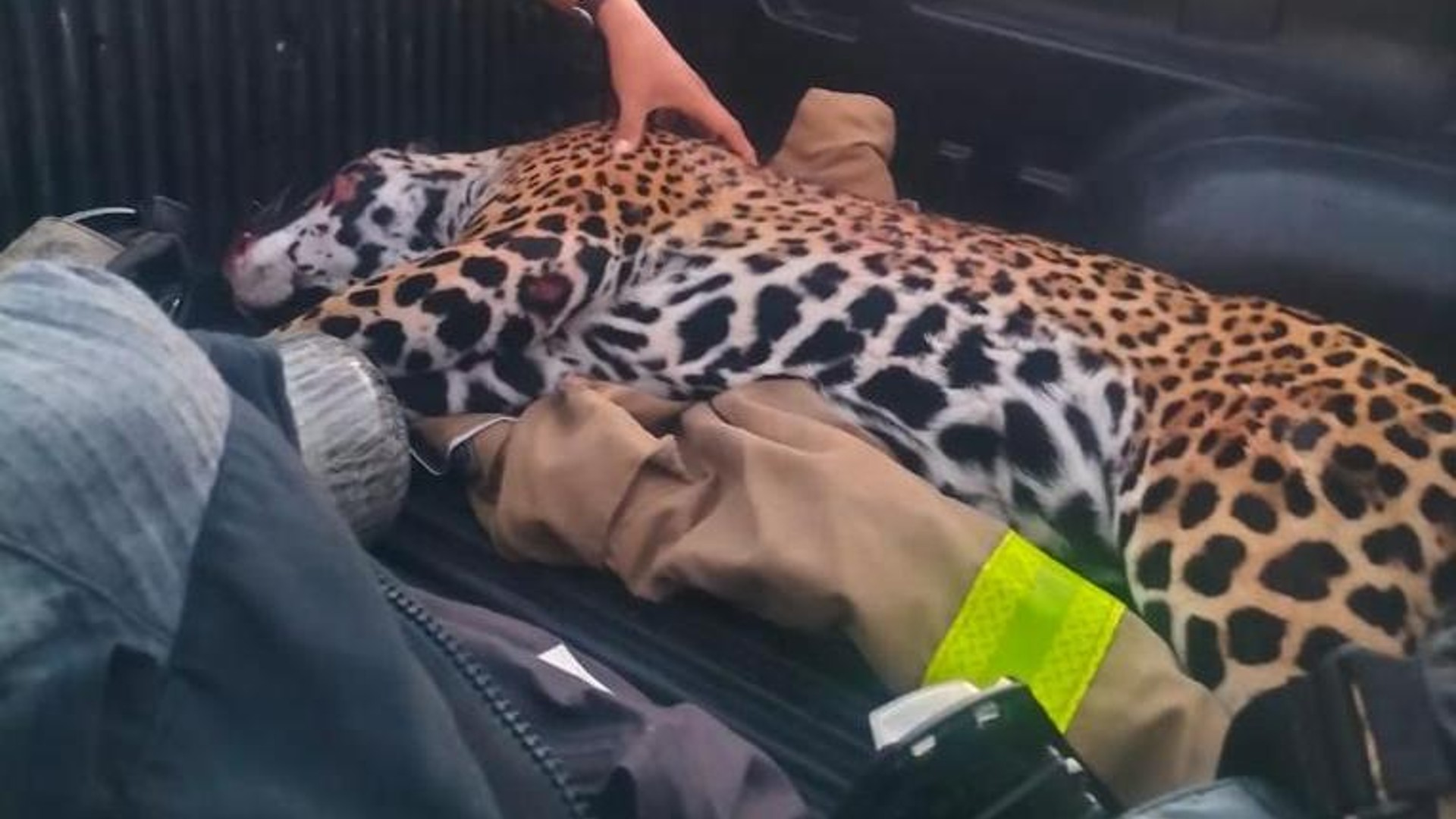 Jaguar murió atropellado en carretera de Quintana Roo