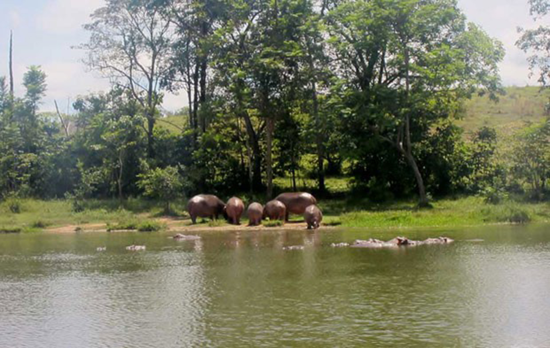 Los hipopótamos hembra de Escobar llegaron a un puerto al norte de Medellín. Obviamente, el gigantesco animal no pasó inadvertido en la ciudad. A las pocas horas llegaron los periodistas de Antioquía, de las radios y hasta de los canales de Bogotá ansiosos por contar detalles del gran acontecimiento