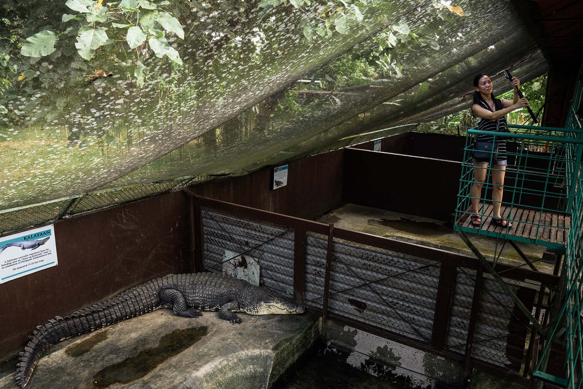 Una foto viral reavivó la aterradora historia del cocodrilo en cautiverio  más grande del mundo - Infobae
