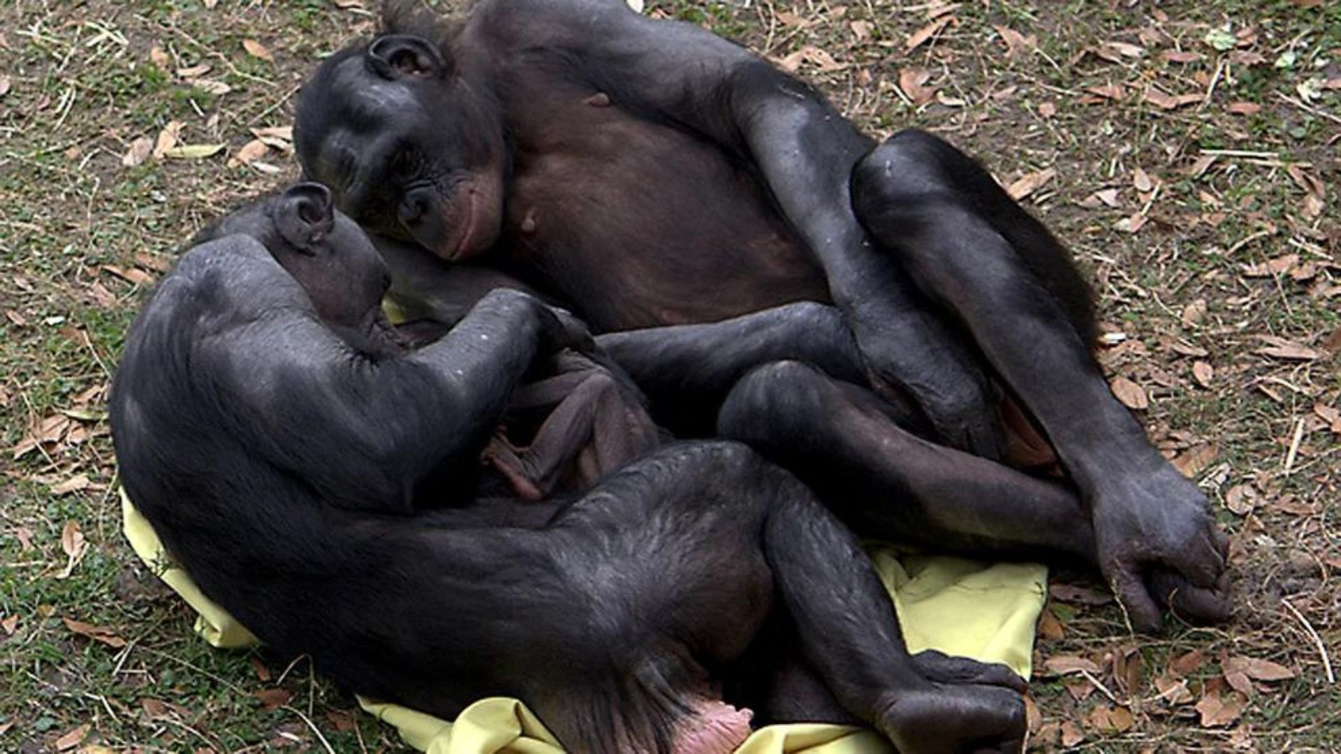 El mono Bonobo vive en una sociedad pacifista en donde se utiliza el poder de la sexualidad como un lubricante social (Archivo)