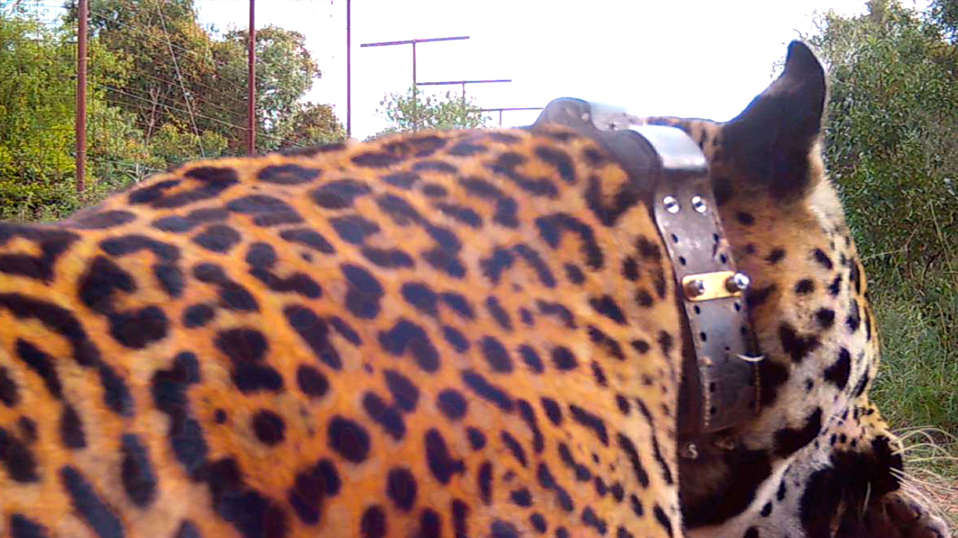 Captura de pantalla de Arami cargando a uno de los cachorros  (Fundación Rewilding Argentina)