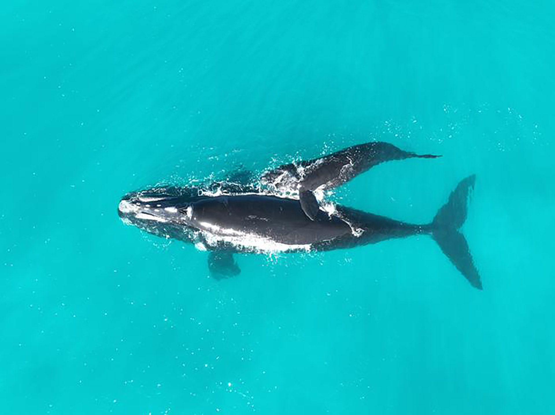 El calentamiento global pone en riesgo la supervivencia de la ballena franca austral en Australia