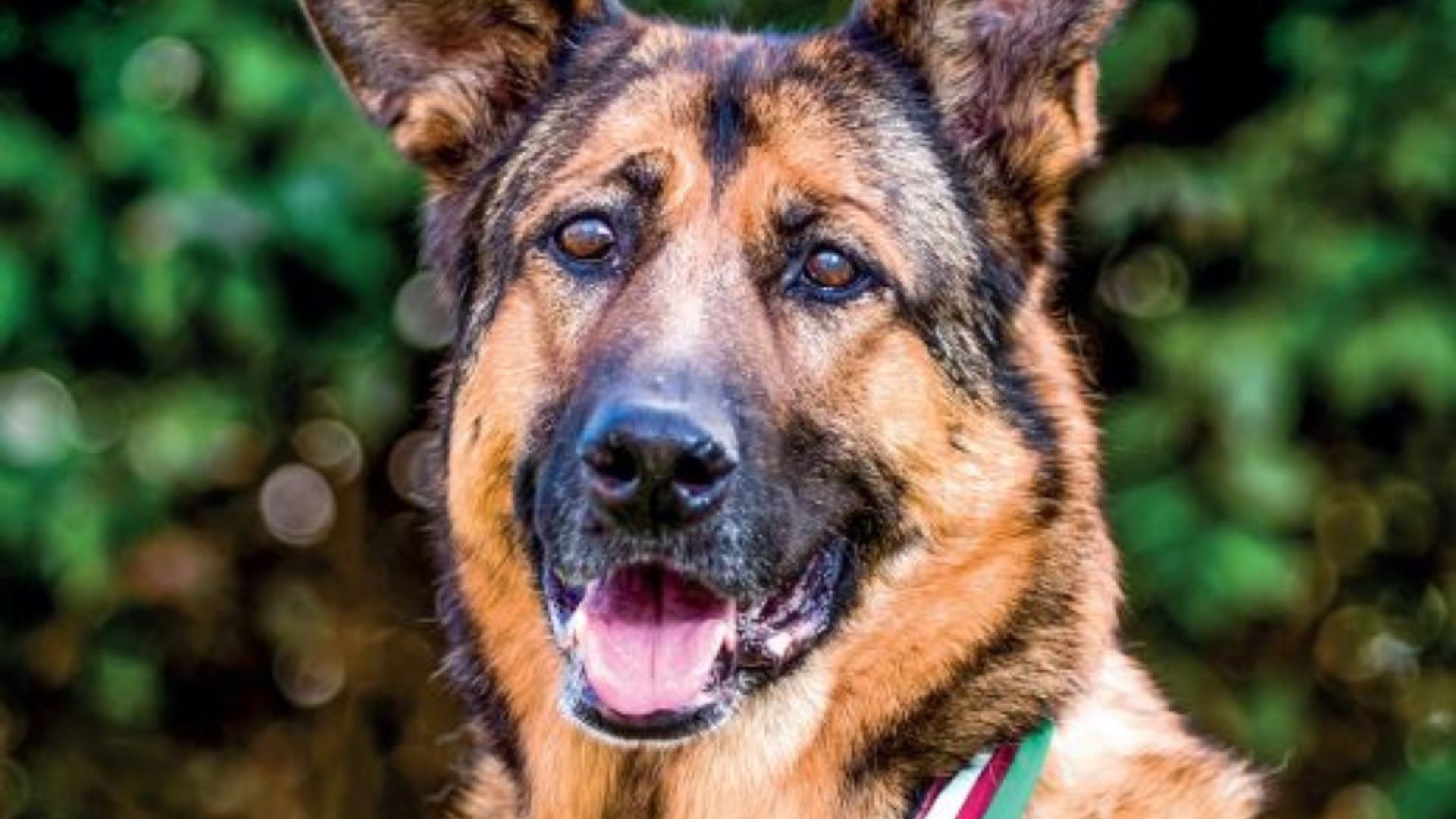 La historia de Lucca, la valiente perra que realizó 400 misiones para desactivar bombas en Irak y Afganistán