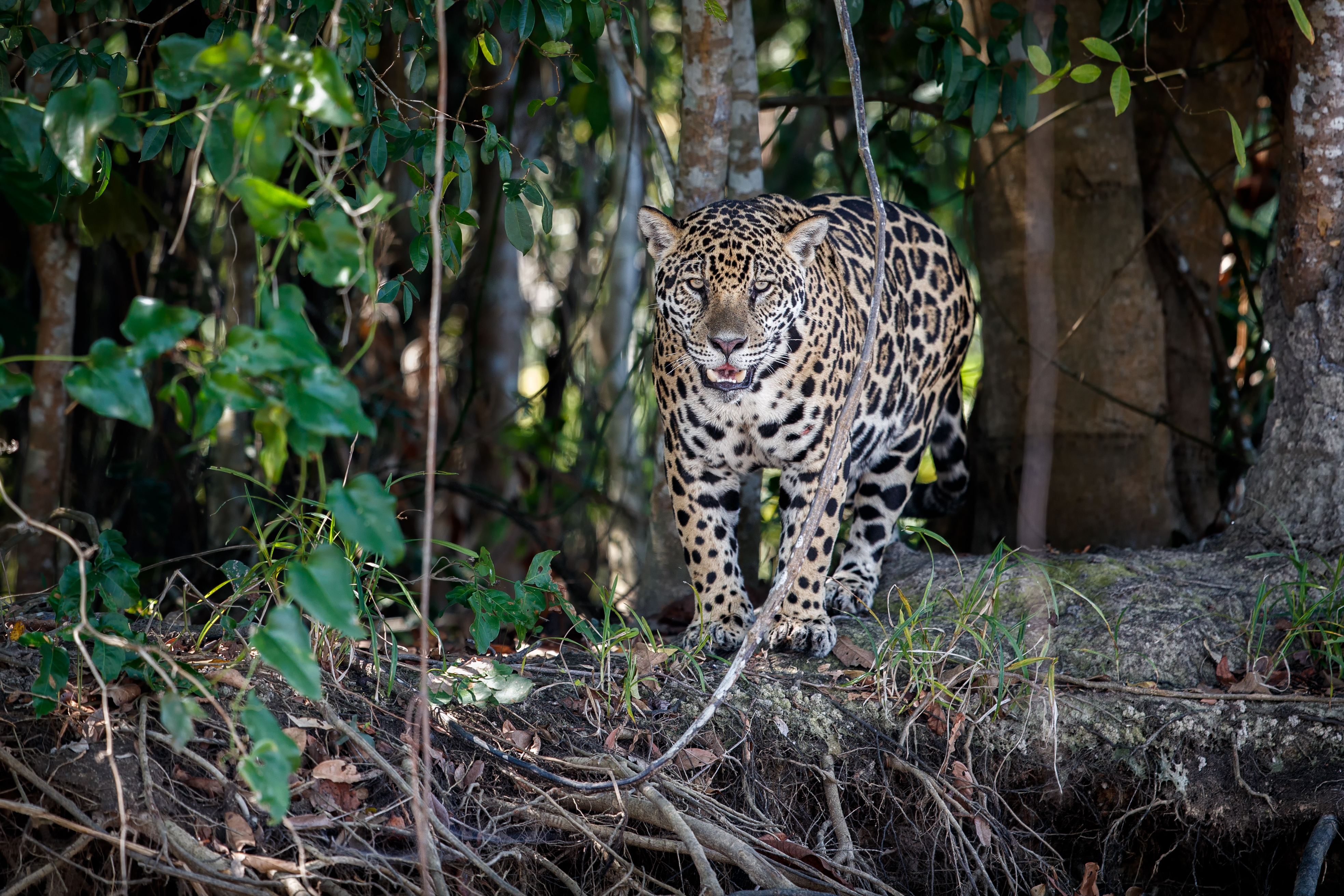 Ecuador implementará un nuevo programa para conservar los jaguares