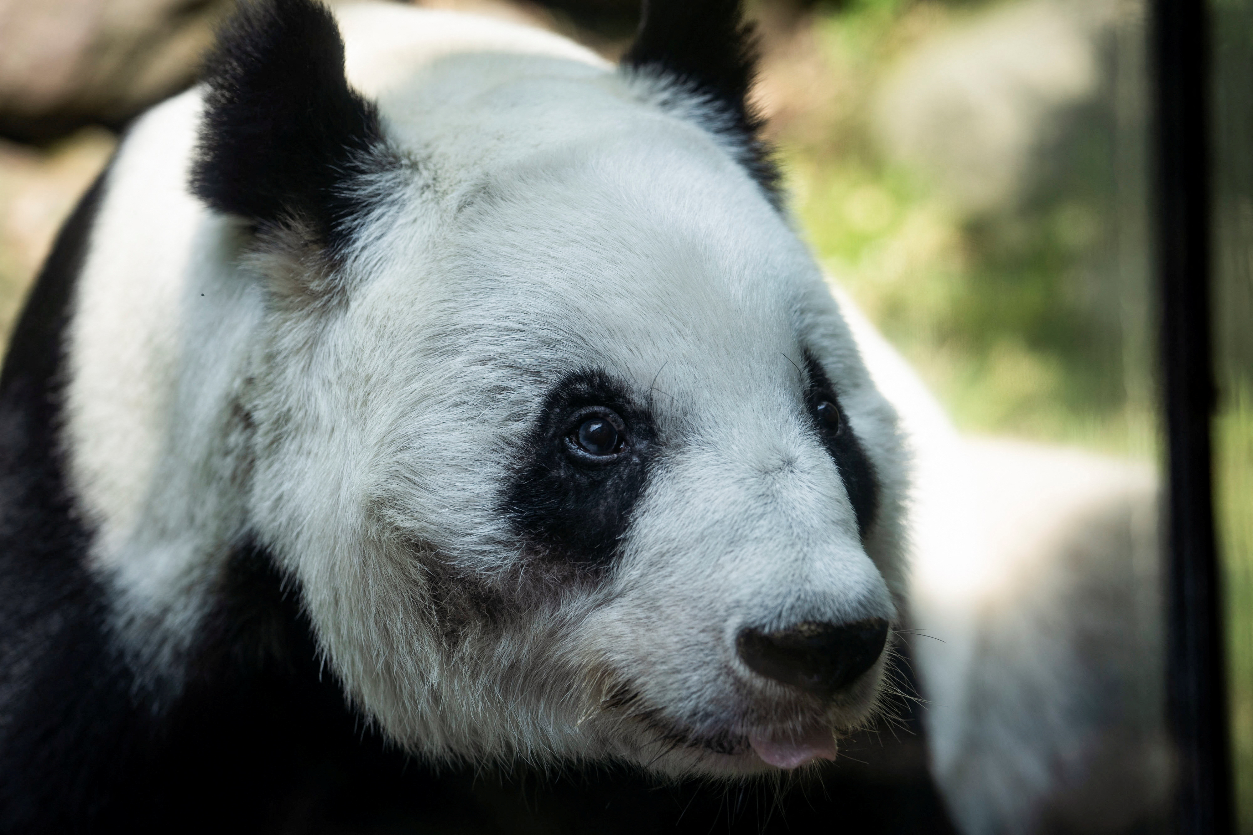 El panda gigante Xin Xin (REUTERS/Toya Sarno Jordan)