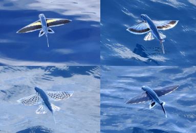 Zespołowi naukowemu udało się sfotografować kilka nowych gatunków ryb latających Zdjęcie: Shai Yi Kai