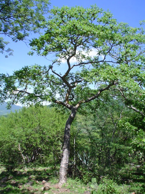 Árbol de cuachalalate. (INAH-Jardín Etnobotánico y Museo de la Medicina Tradicional)