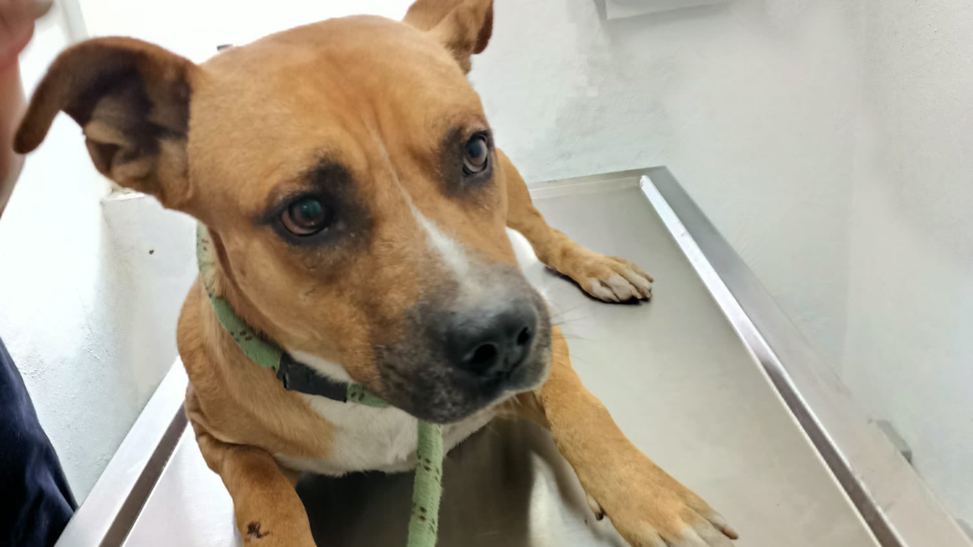 Cuando fue encontrado y rescatado, Jackson cuidaba el cuerpo de su dueño fallecido, aparentemente en situación vulnerable (Foto: Twitter / @@evelyn_parraA)