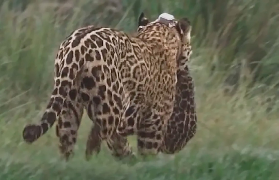 50 yaguaret&eacute;s en estado silvestre: c&oacute;mo es el proyecto de reintroducci&oacute;n del mayor felino del continente en los Esteros del Iber&aacute;