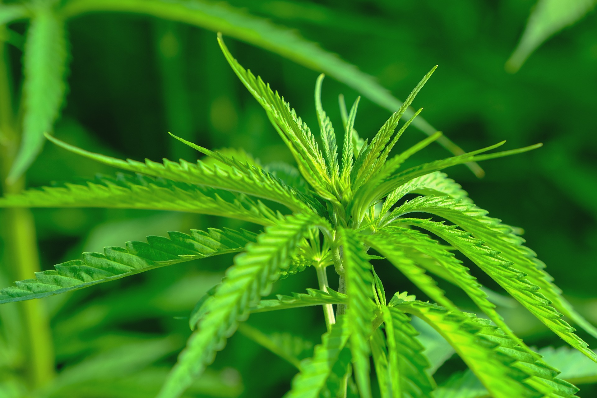 Imagen de archivo de una planta de cannabis usada, entre otras cosas, para realizar productos farmacéuticos o cosméticos. Pixabay